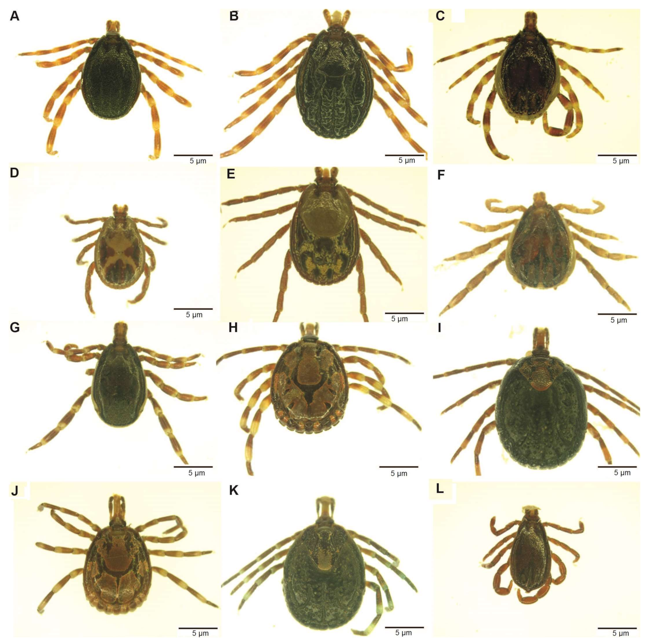 Microorganisms 09 01414 g002 Microorganisms 09 01414 g002