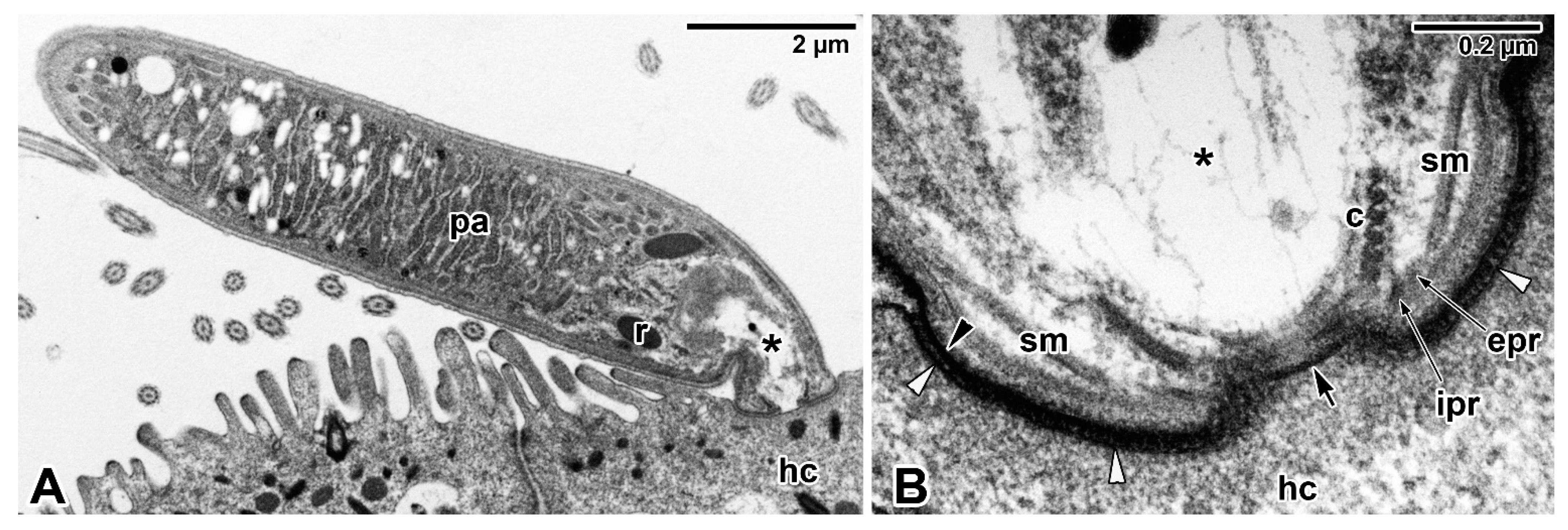 Microorganisms 09 01430 g001 Microorganisms 09 01430 g001