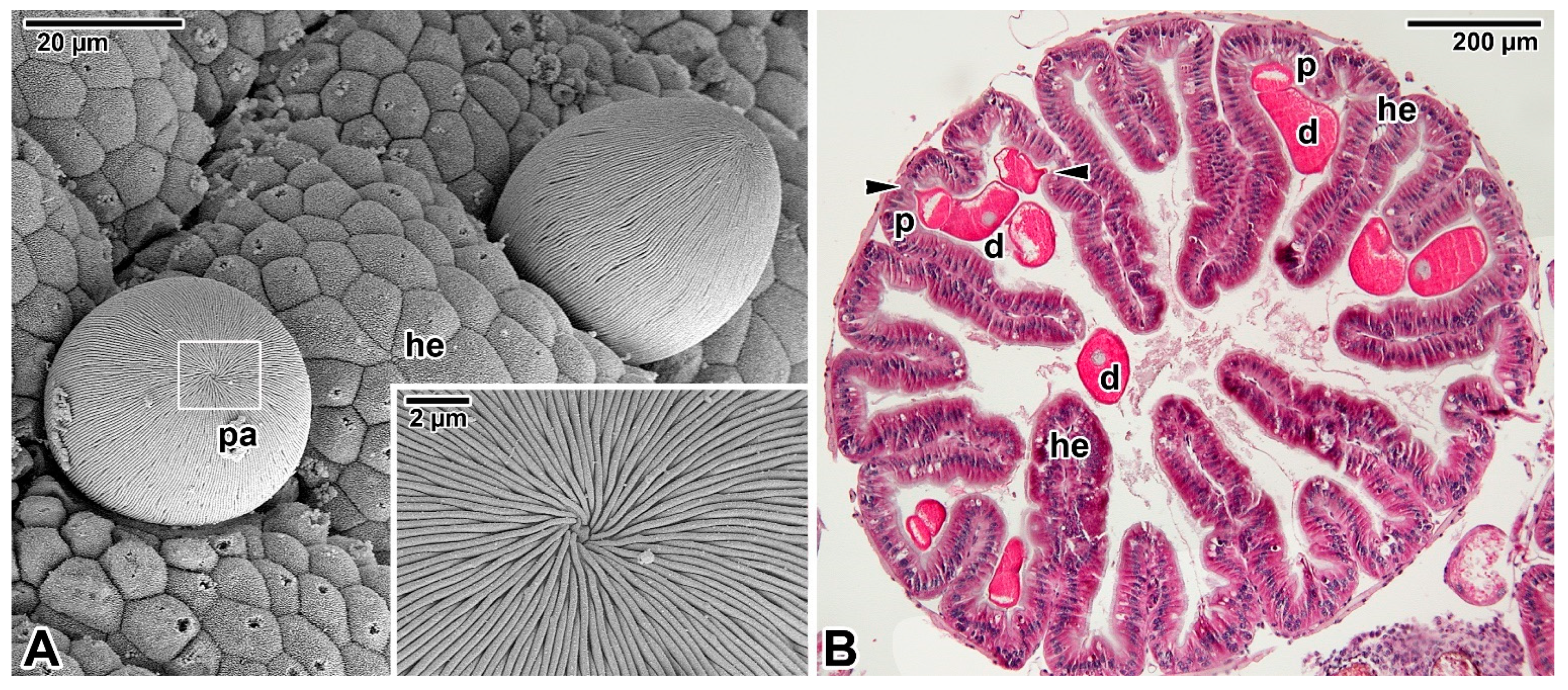 Microorganisms 09 01430 g003 Microorganisms 09 01430 g003