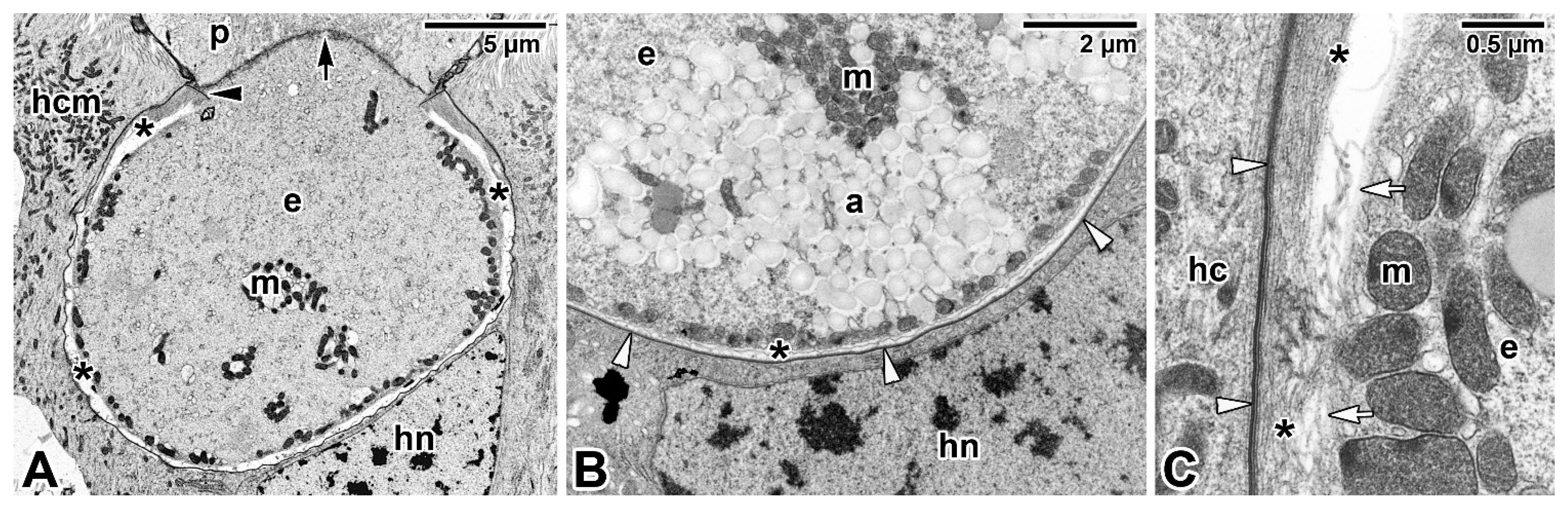 Microorganisms 09 01430 g004 Microorganisms 09 01430 g004