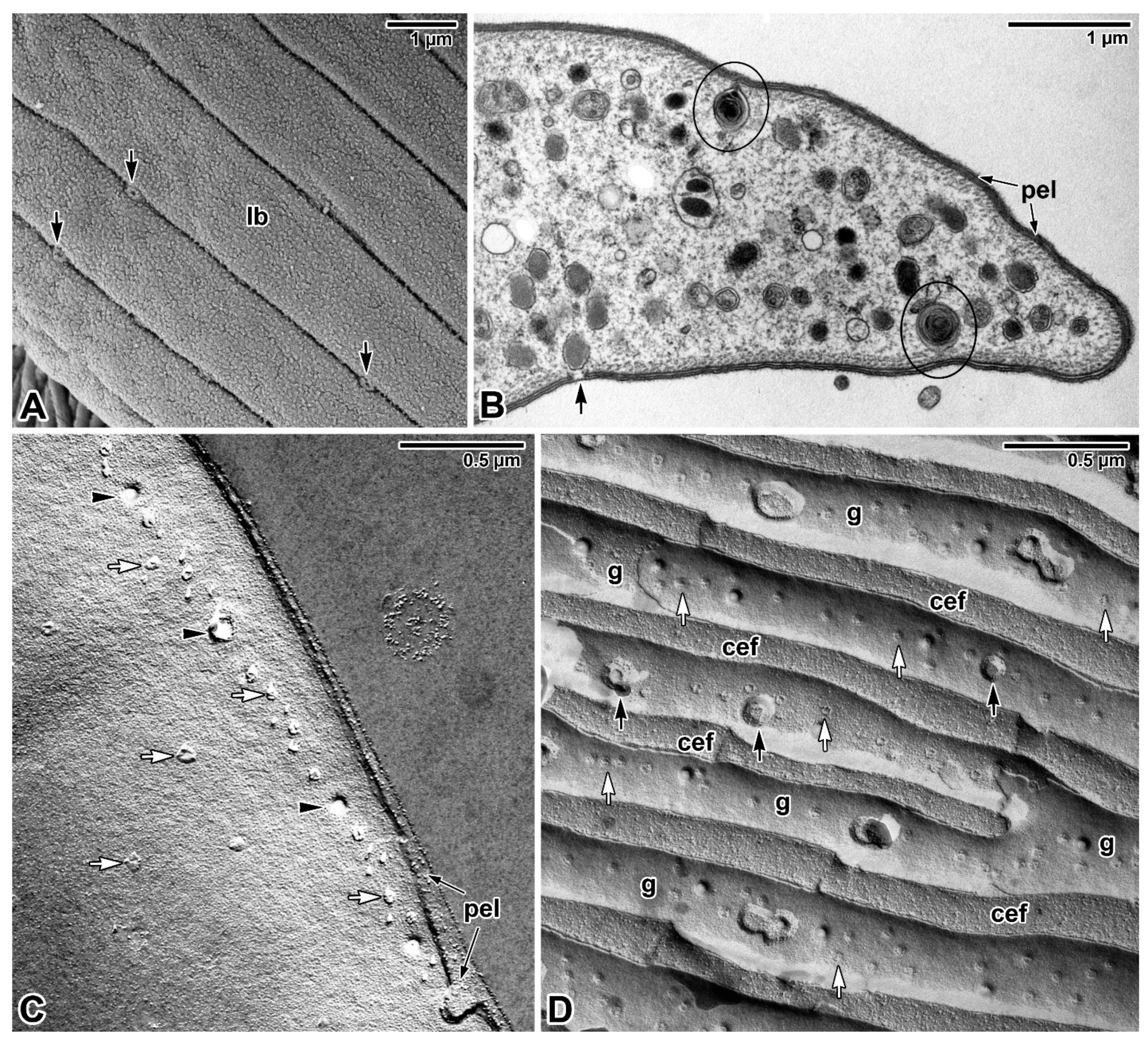 Microorganisms 09 01430 g006 Microorganisms 09 01430 g006