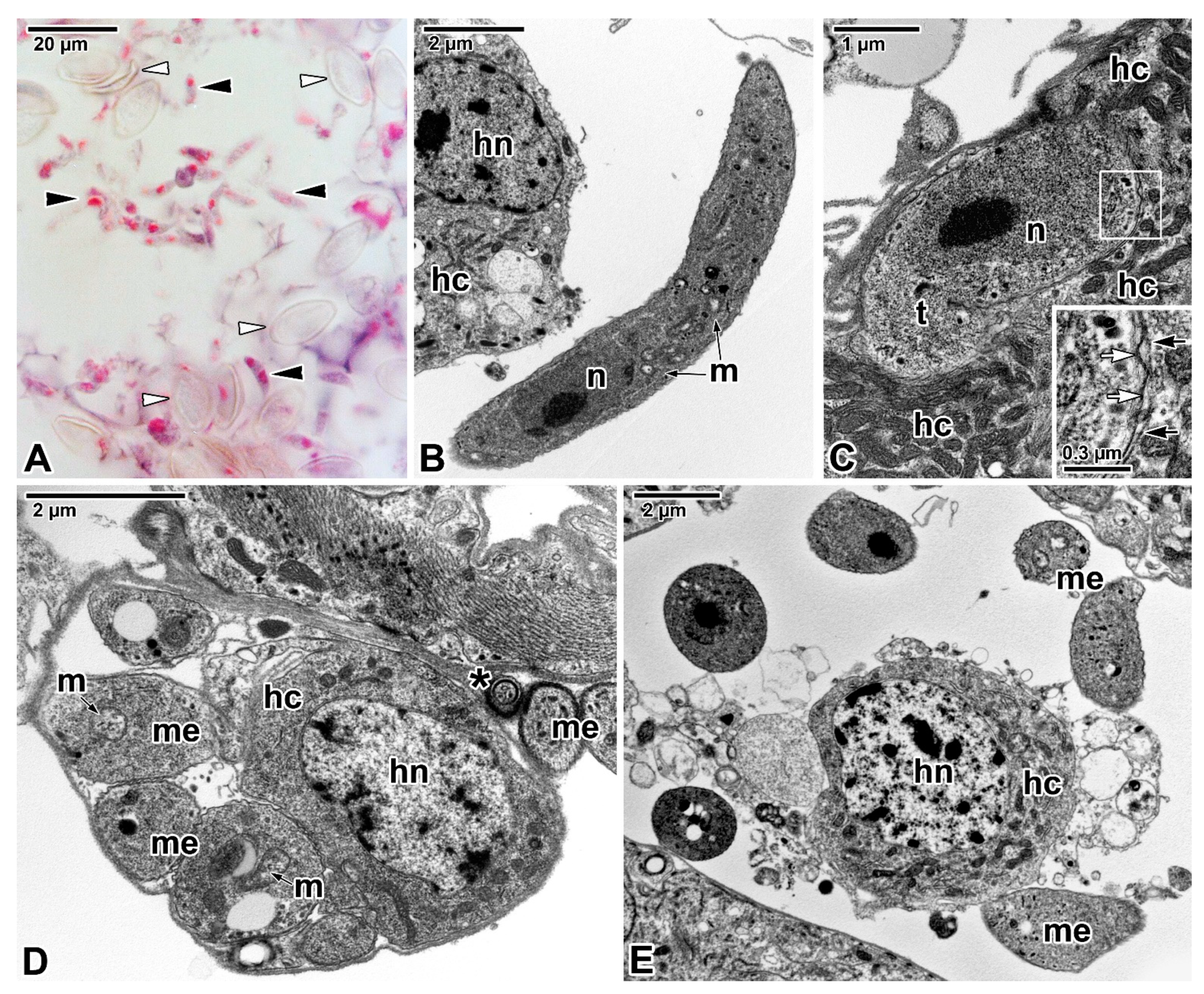 Microorganisms 09 01430 g008 Microorganisms 09 01430 g008
