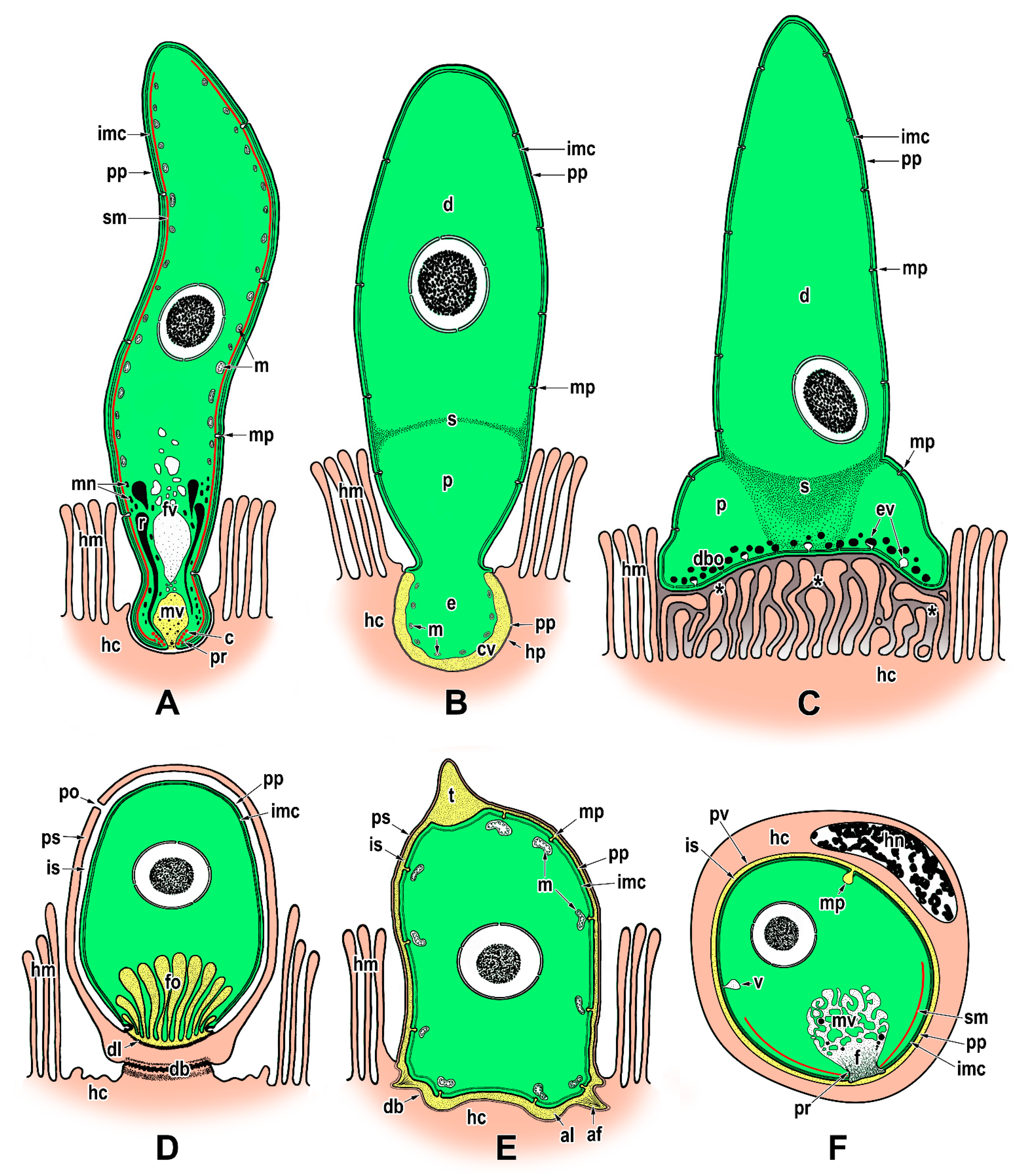Microorganisms 09 01430 g009 Microorganisms 09 01430 g009