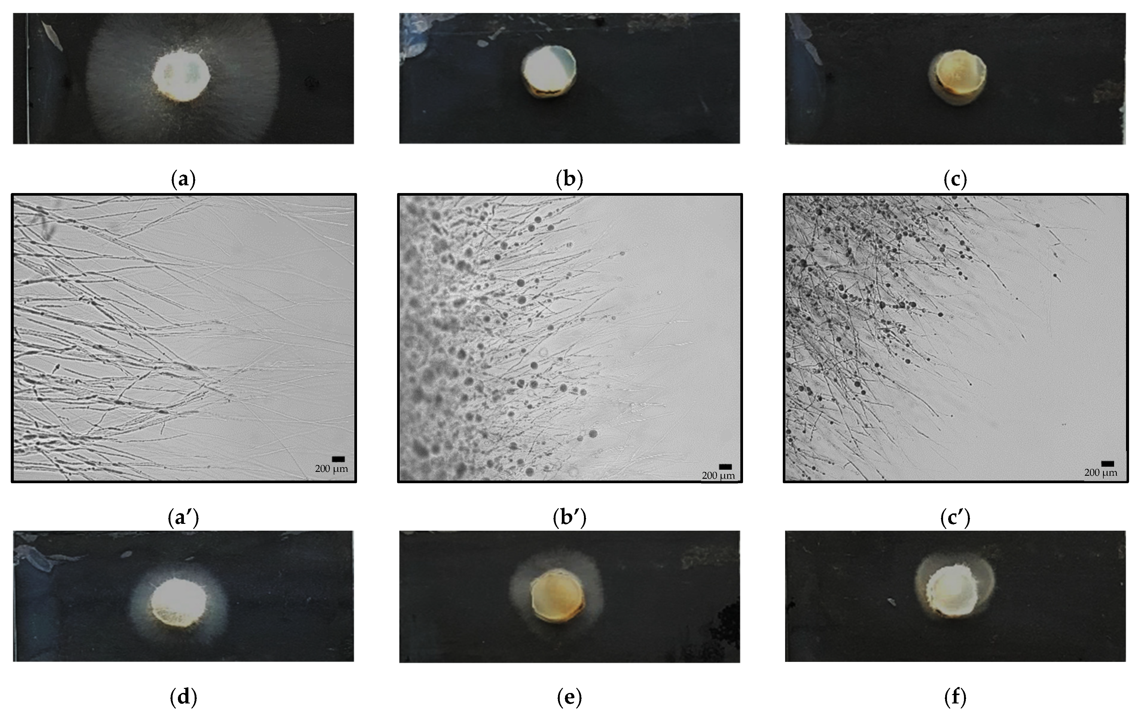Microorganisms 09 01441 g007a 550