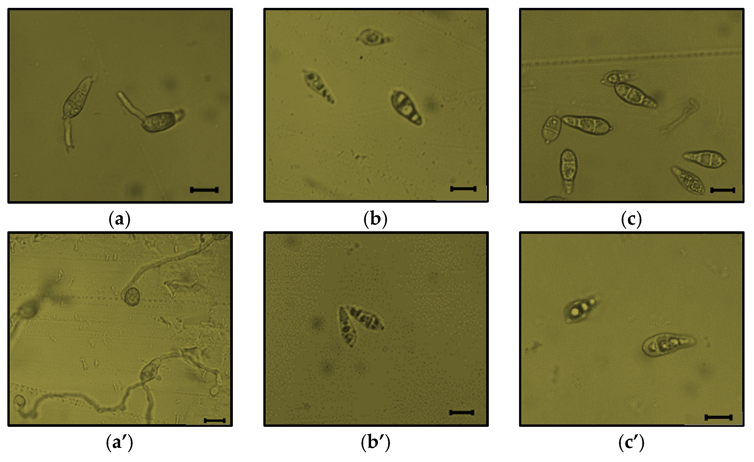Microorganisms 09 01441 g008a 550