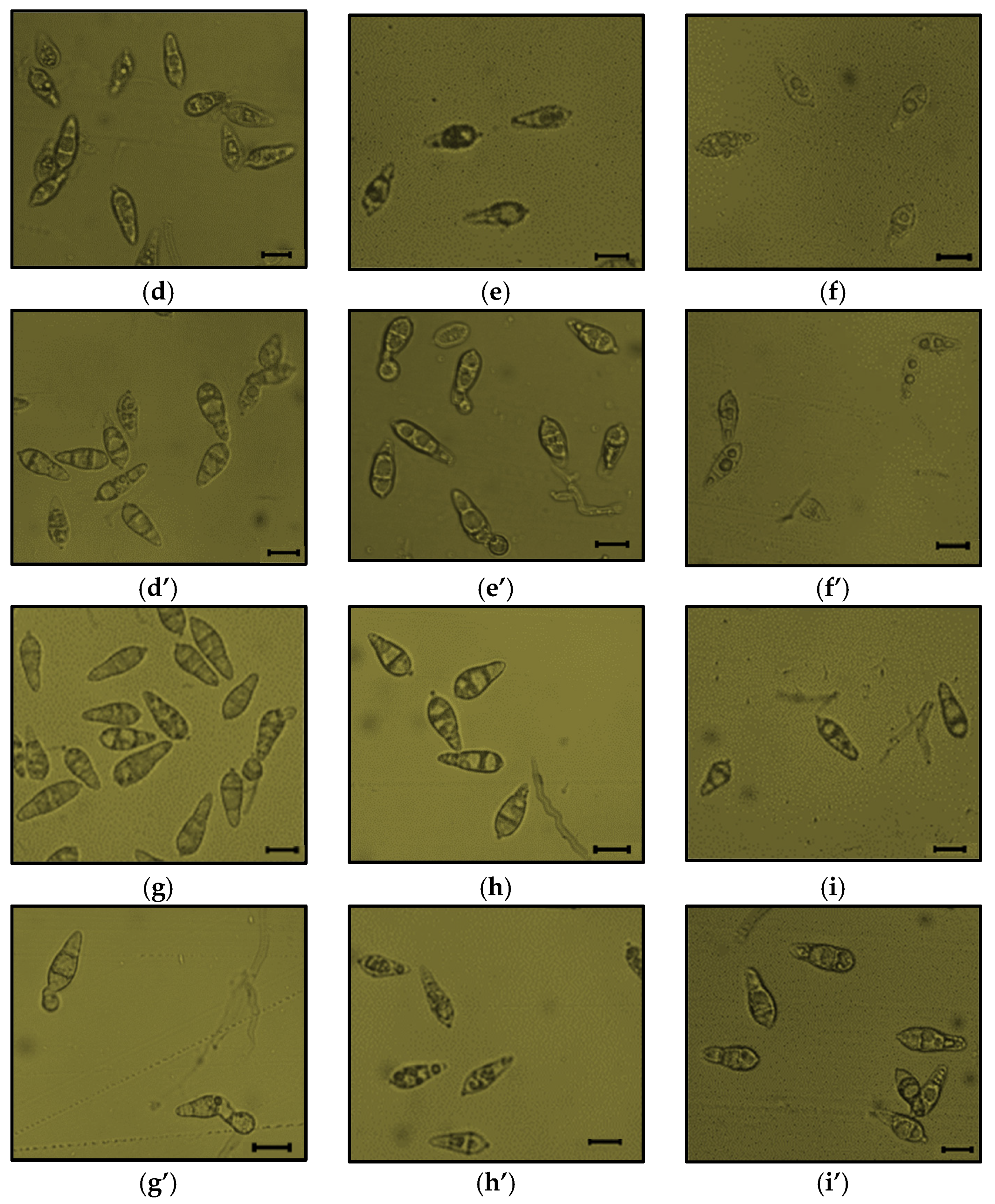 Microorganisms 09 01441 g008b 550