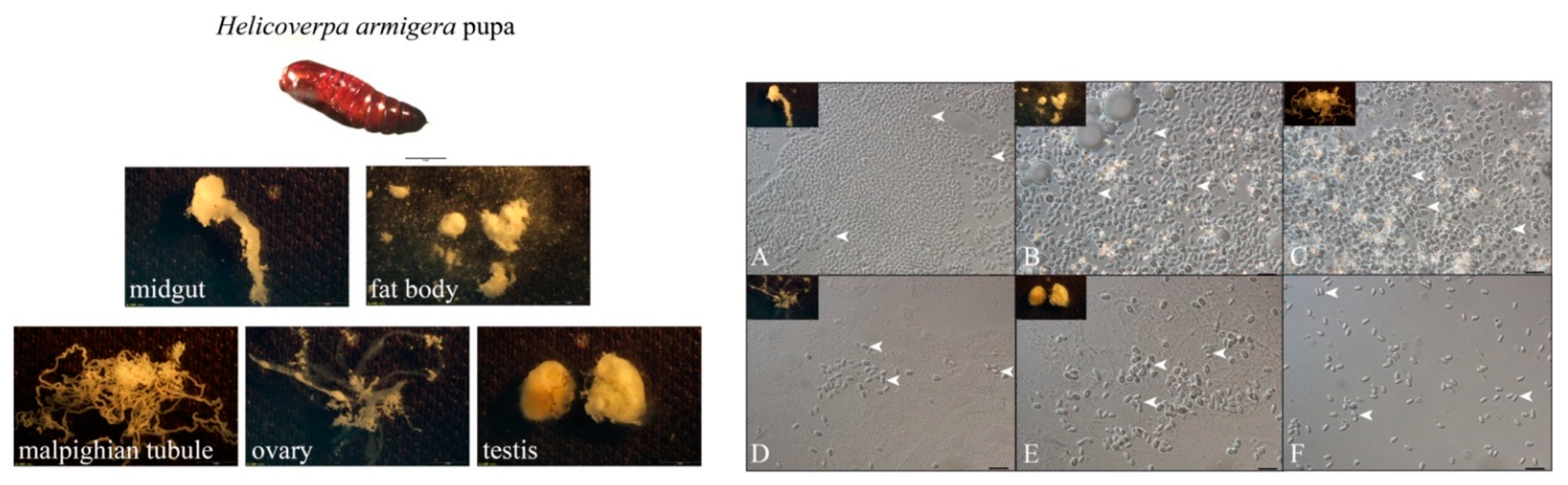 Microorganisms 09 01442 g002