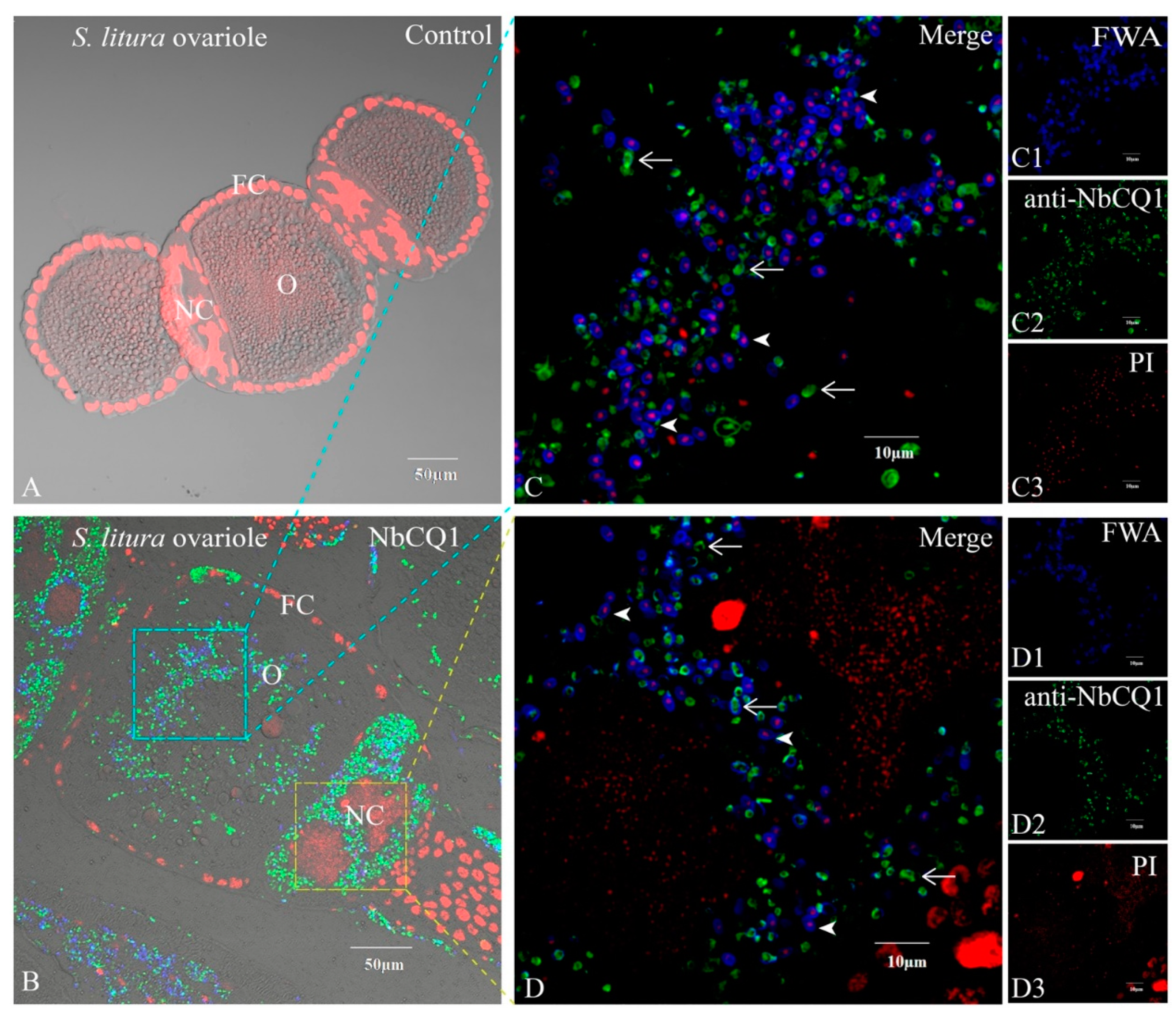 Microorganisms 09 01442 g003