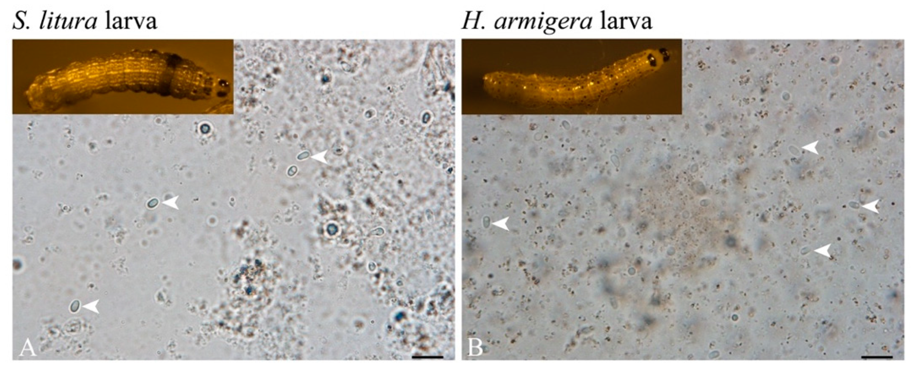 Microorganisms 09 01442 g007