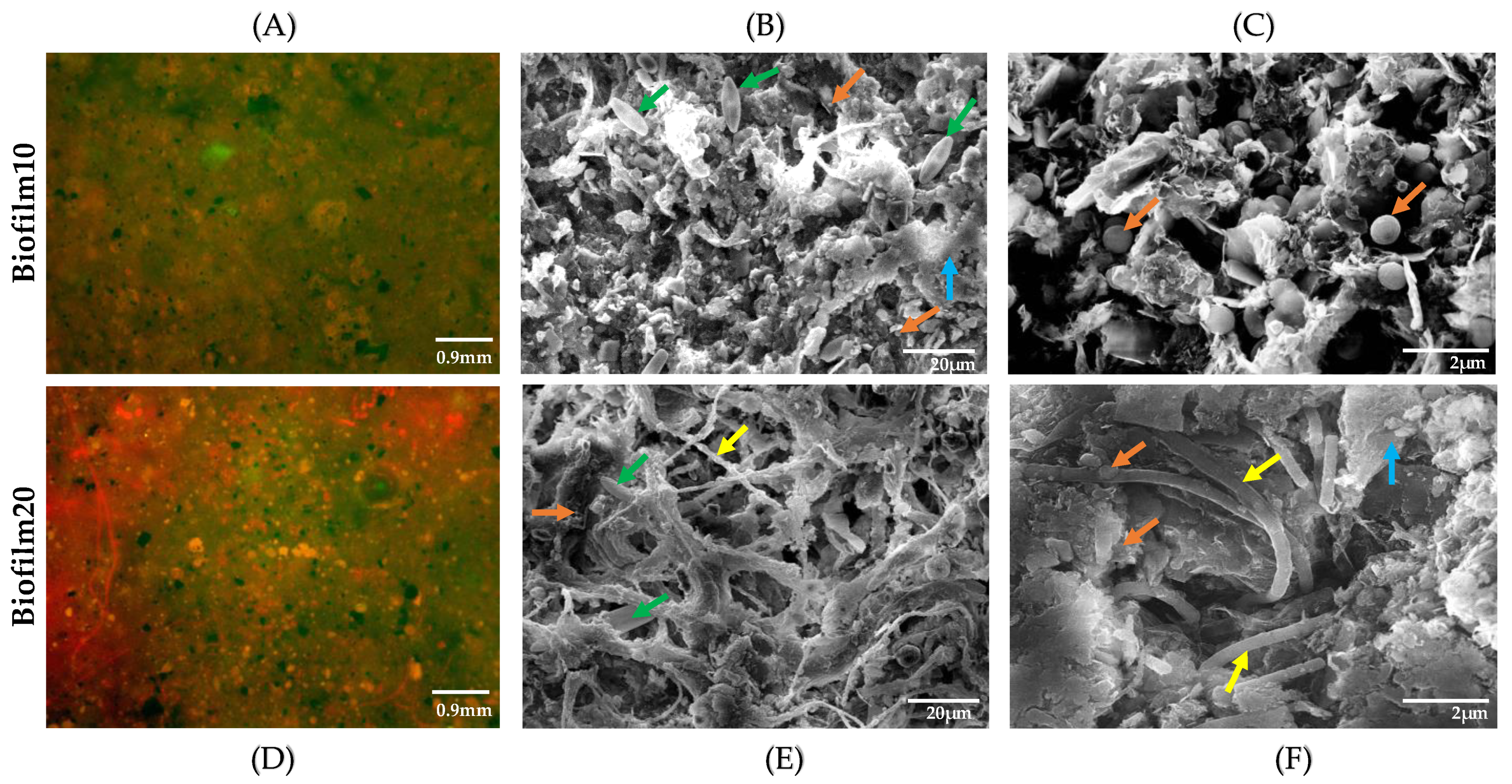 Microorganisms, Free Full-Text