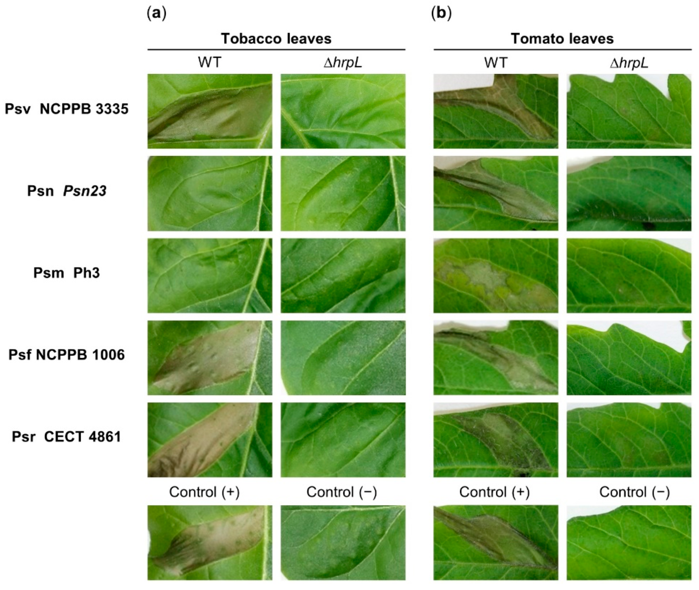 Microorganisms 09 01447 g001 Microorganisms 09 01447 g001