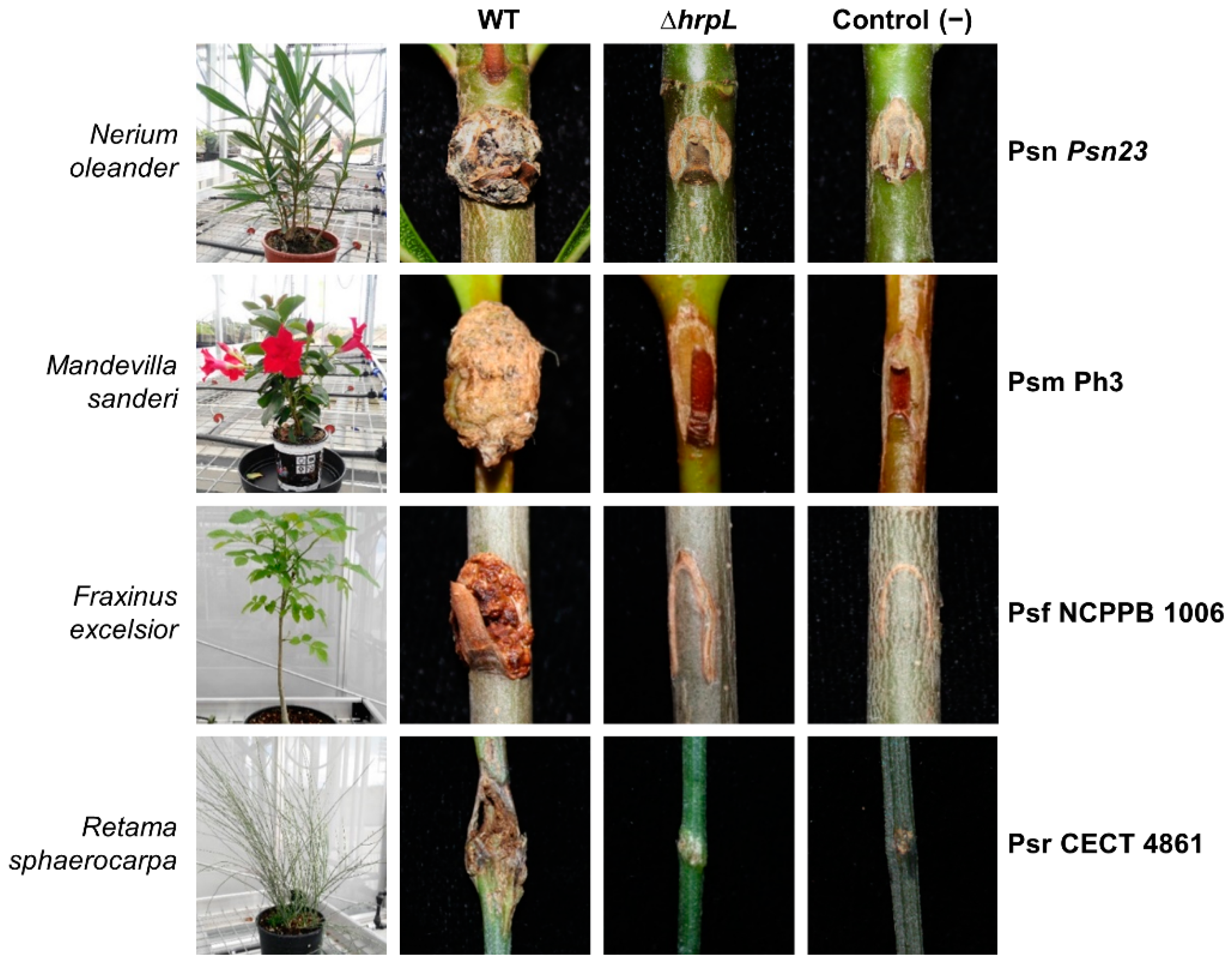 Microorganisms 09 01447 g002 Microorganisms 09 01447 g002