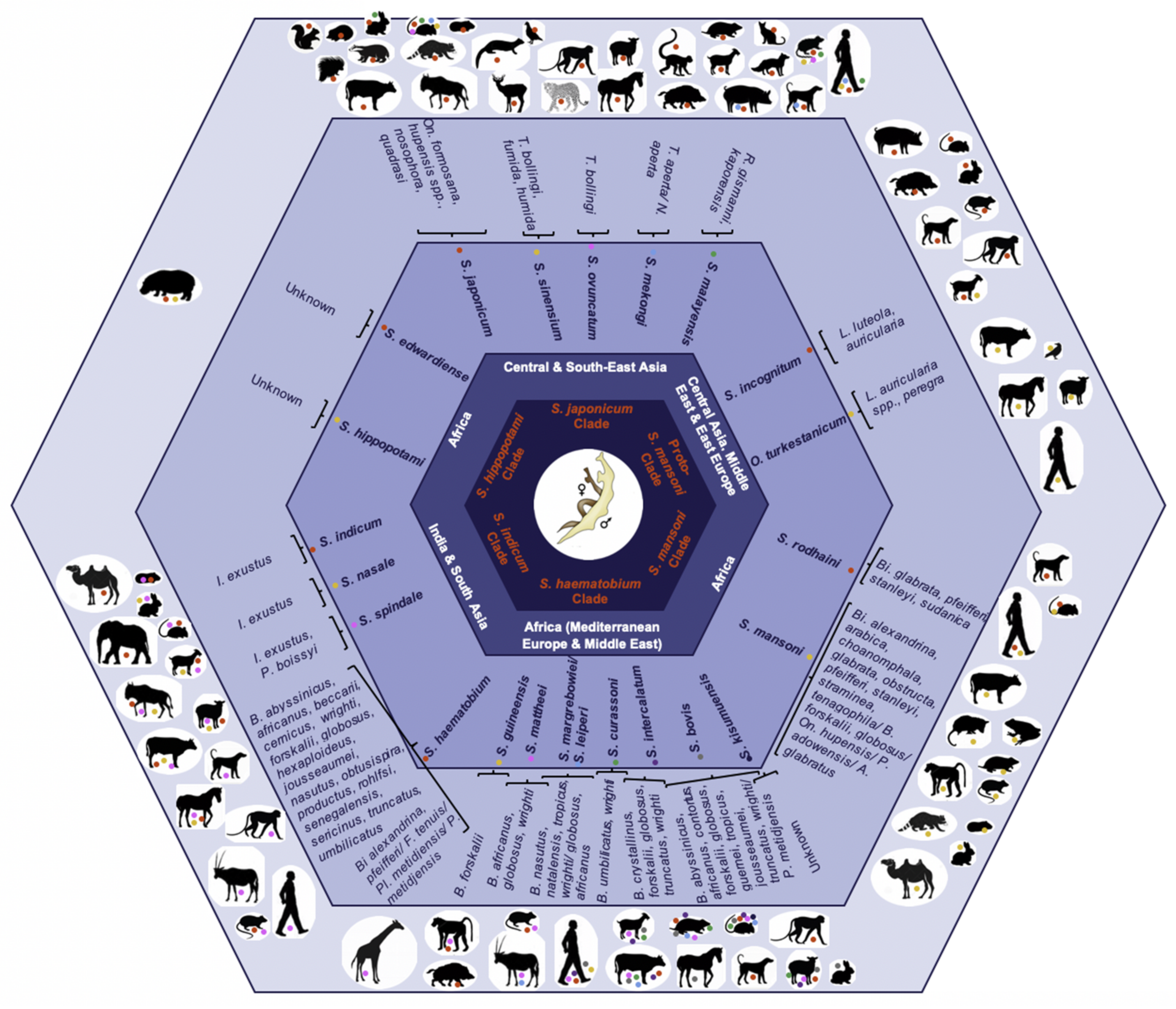 Life cycle of S. mansoni , illustrating the collection points for in