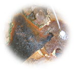 Microorganisms 09 01473 i002