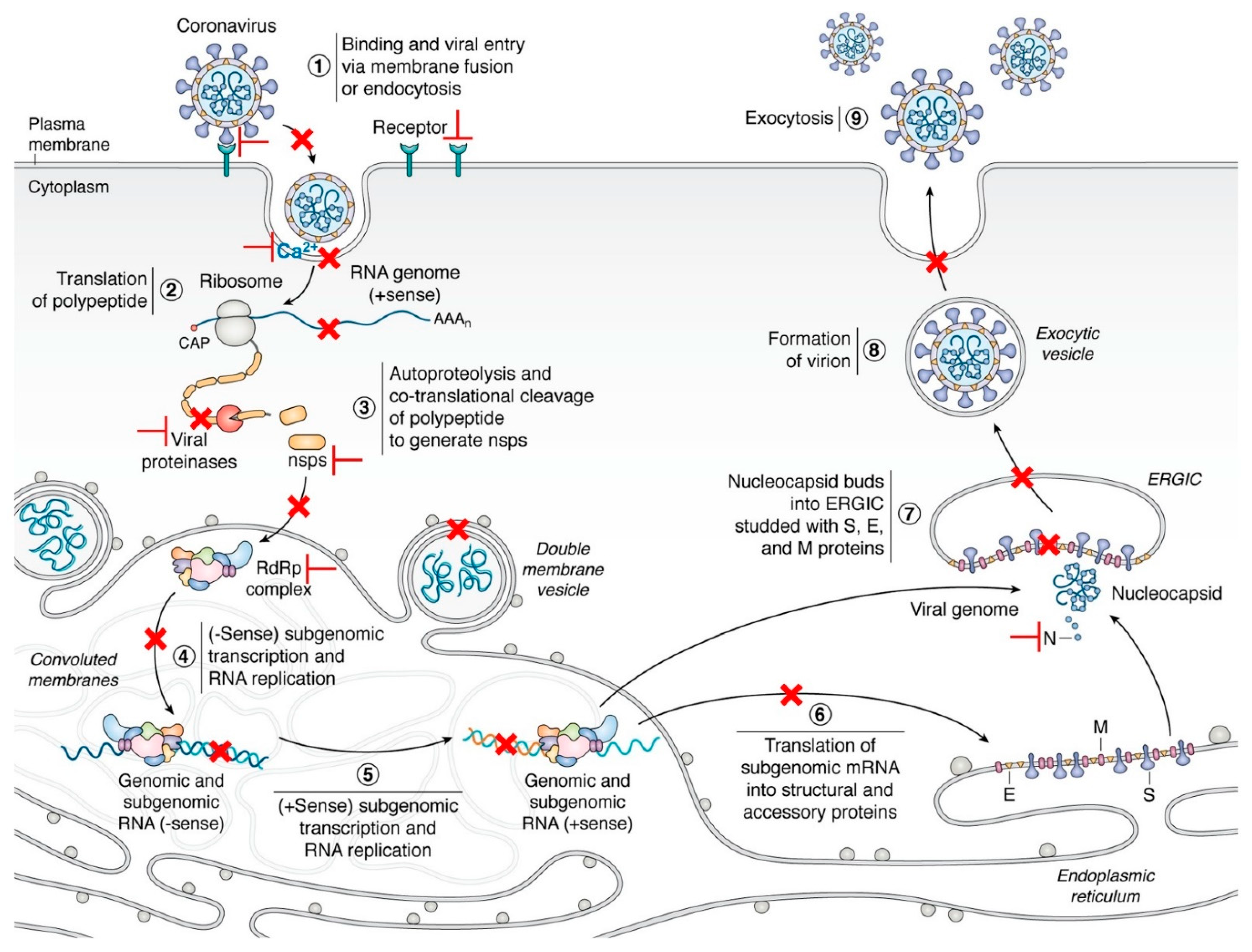 Microorganisms 09 01479 g001 550