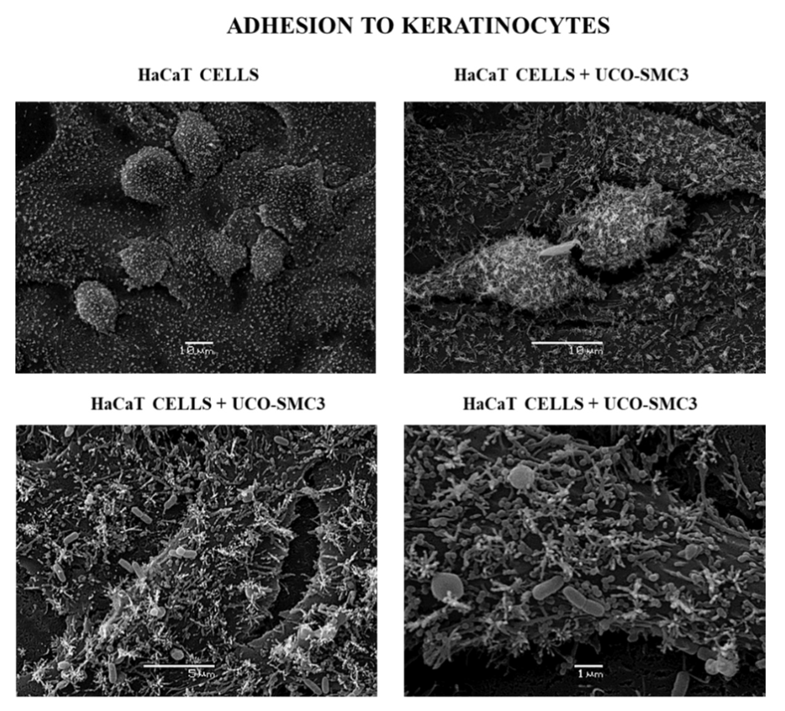 Microorganisms 09 01486 g001 Microorganisms 09 01486 g001