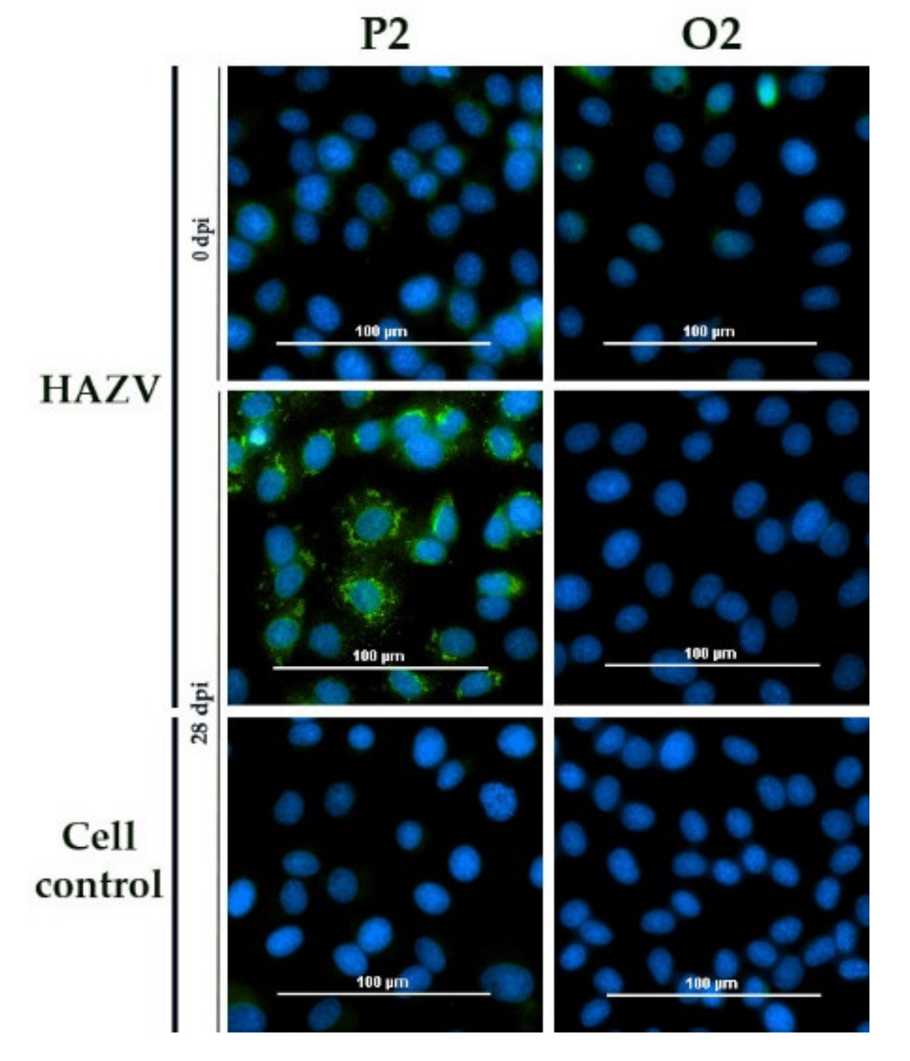 Microorganisms 09 01493 g001