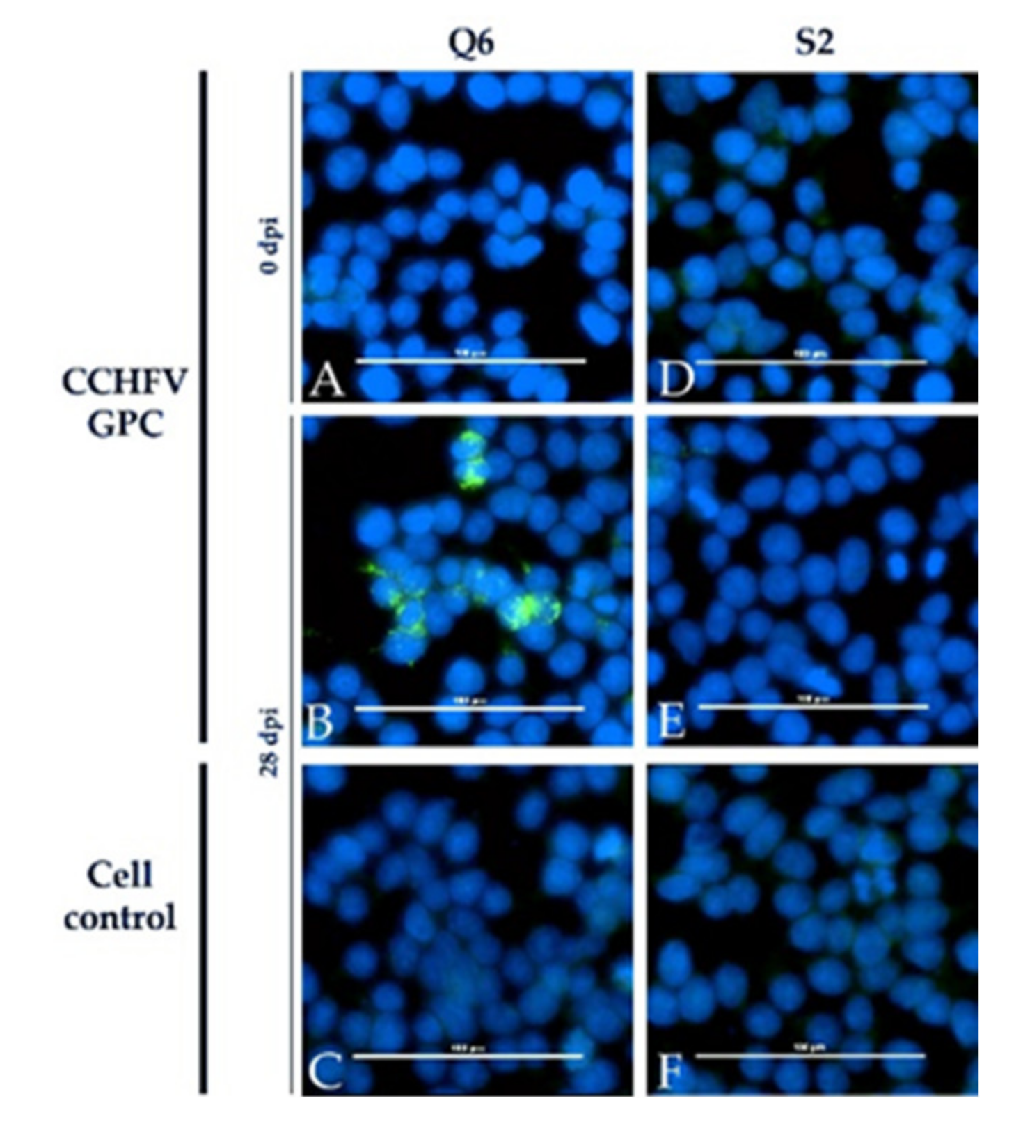 Microorganisms 09 01493 g007