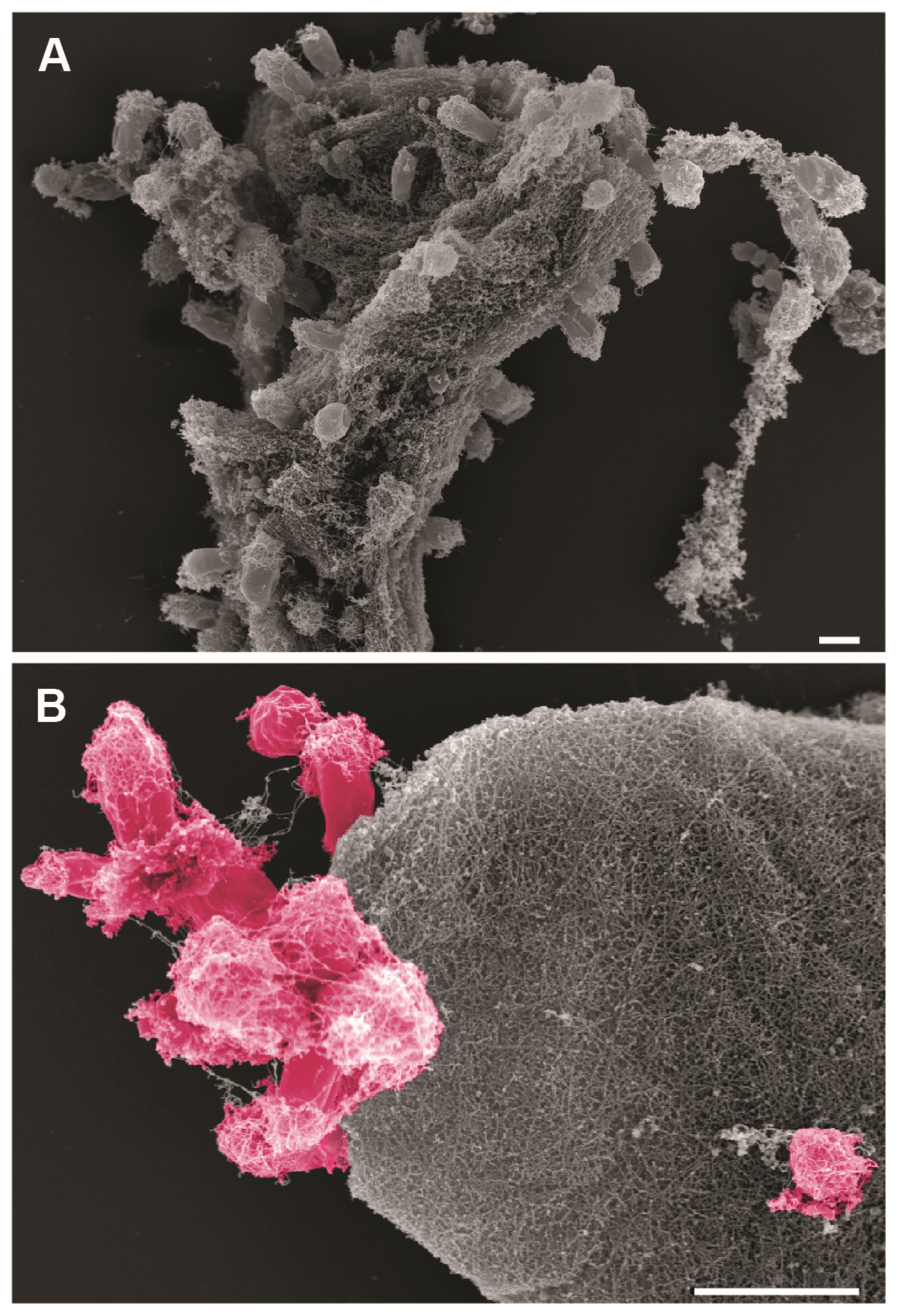 Microorganisms 09 01494 g005