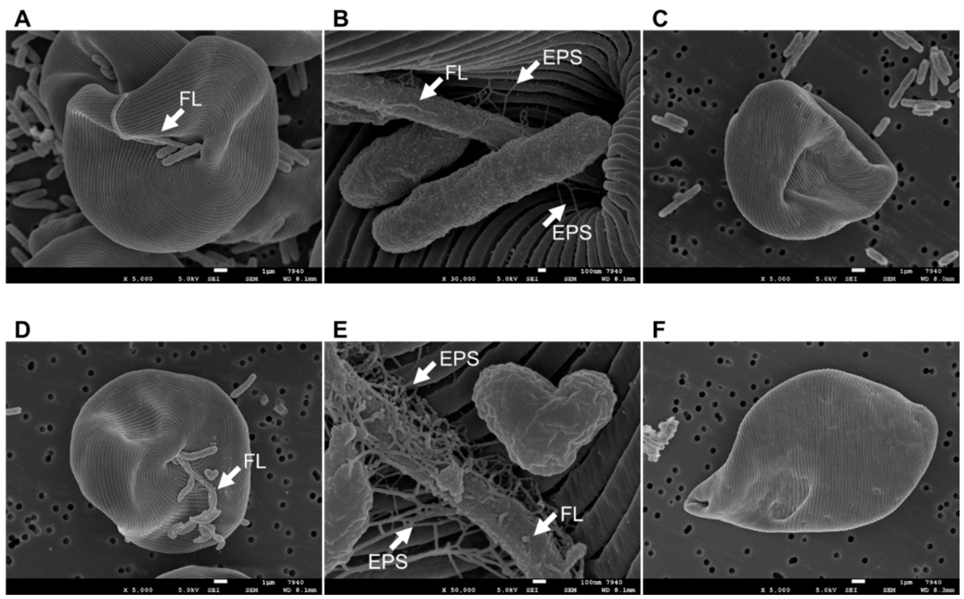 Microorganisms 09 01496 g004