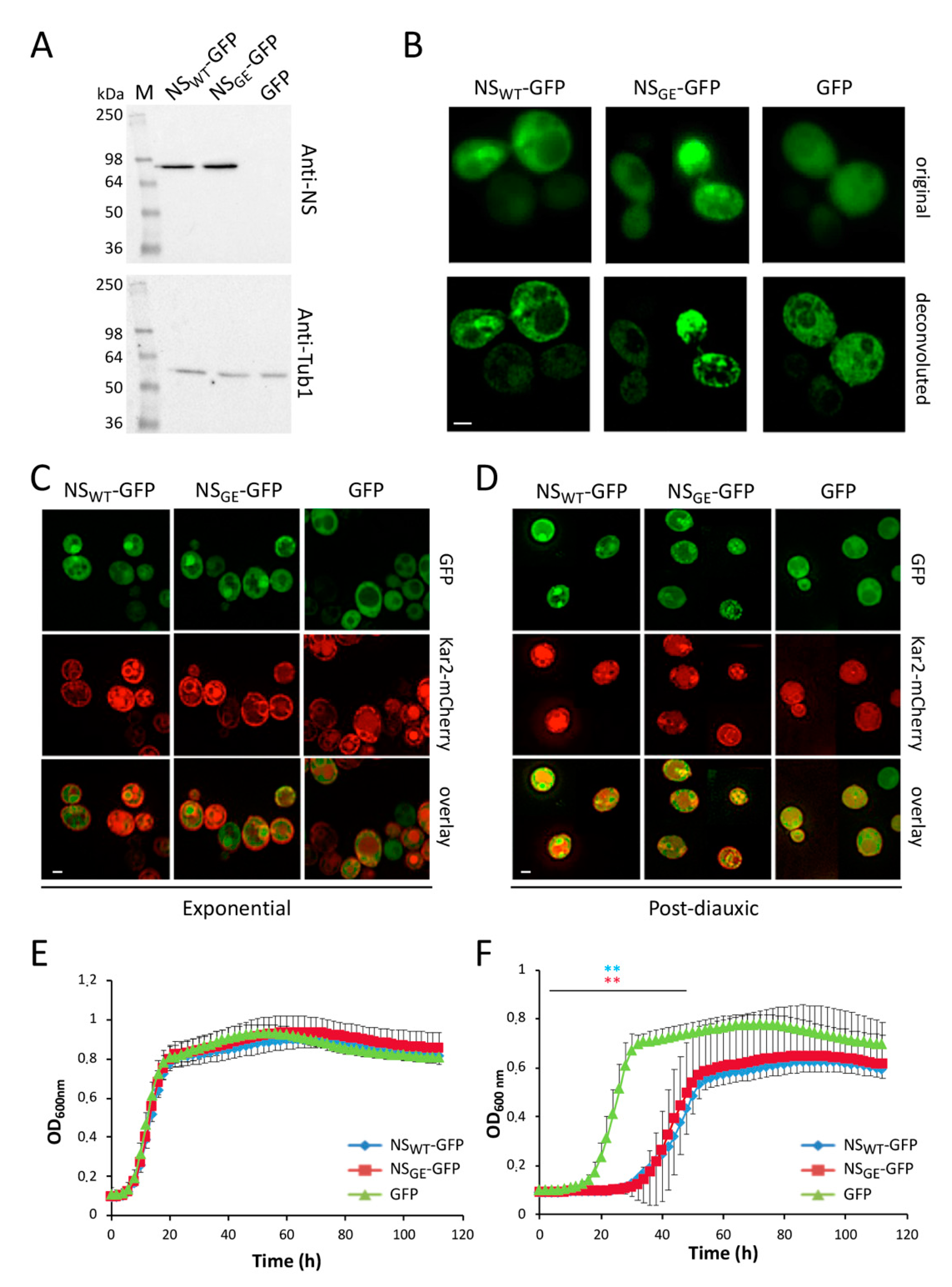 Microorganisms 09 01498 g001 Microorganisms 09 01498 g001