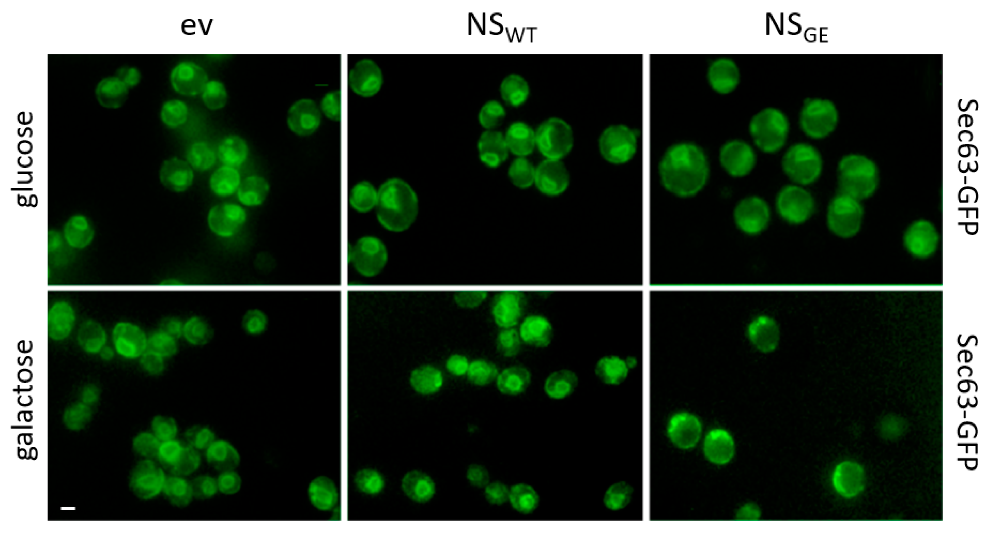 Microorganisms 09 01498 g003 Microorganisms 09 01498 g003