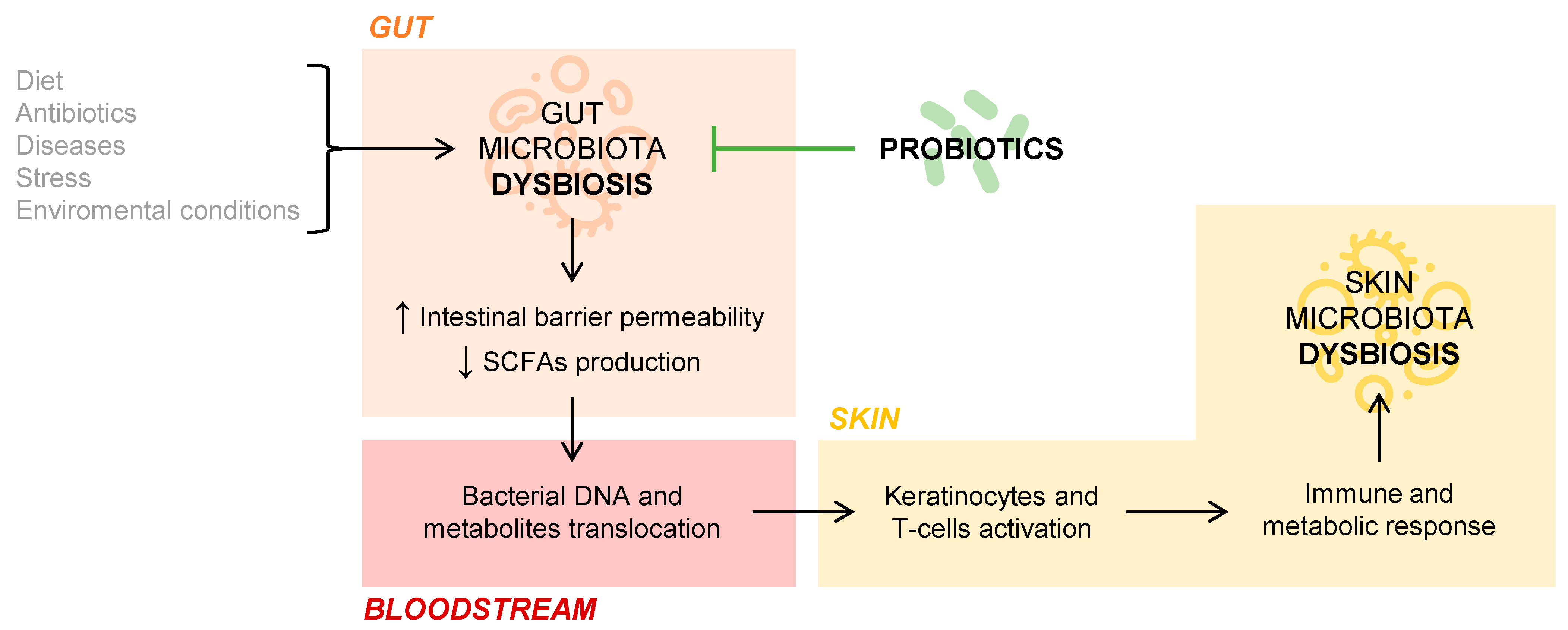 Probiotic markedly reduces S. aureus colonization in Phase 2 trial