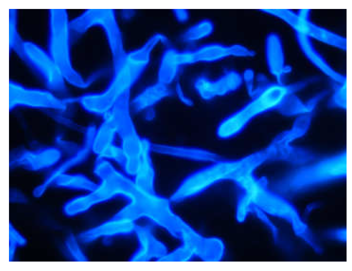 Microorganisms 09 01518 g001 Microorganisms 09 01518 g001