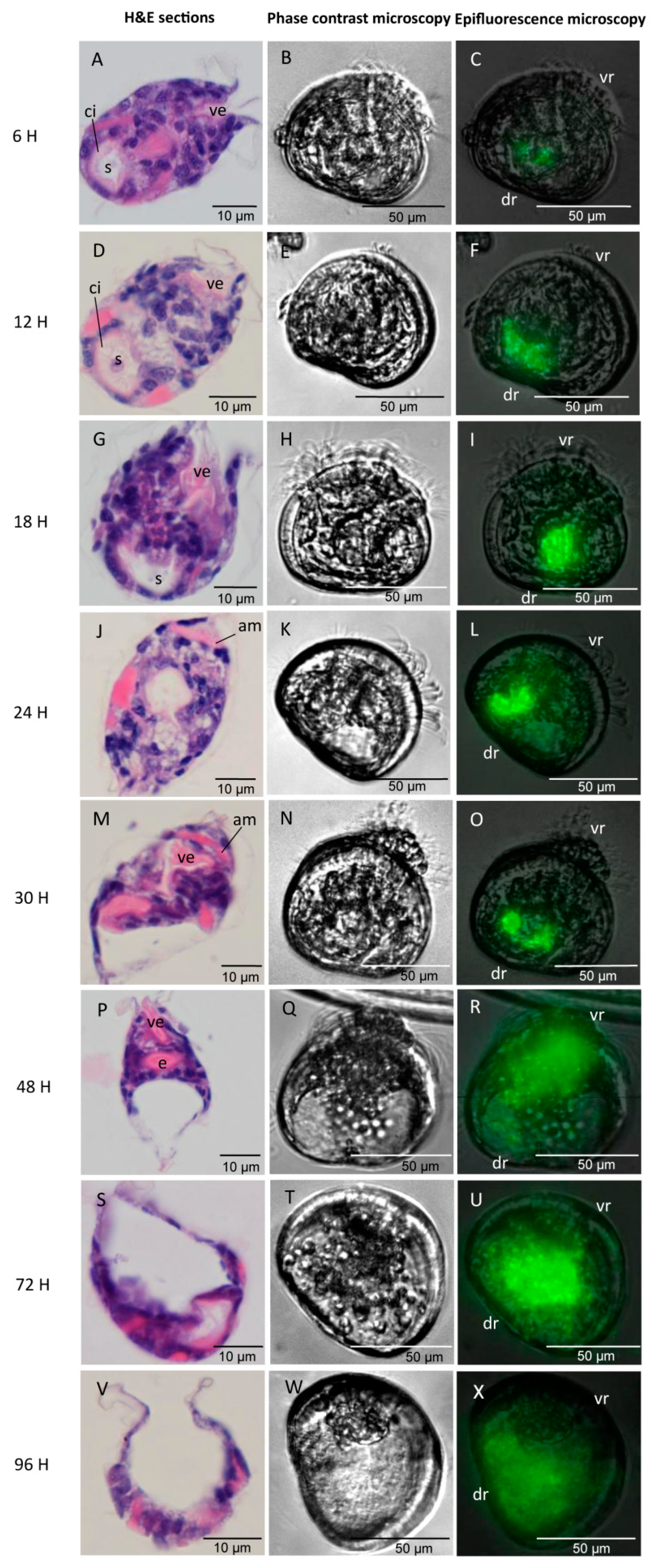 Microorganisms 09 01523 g004