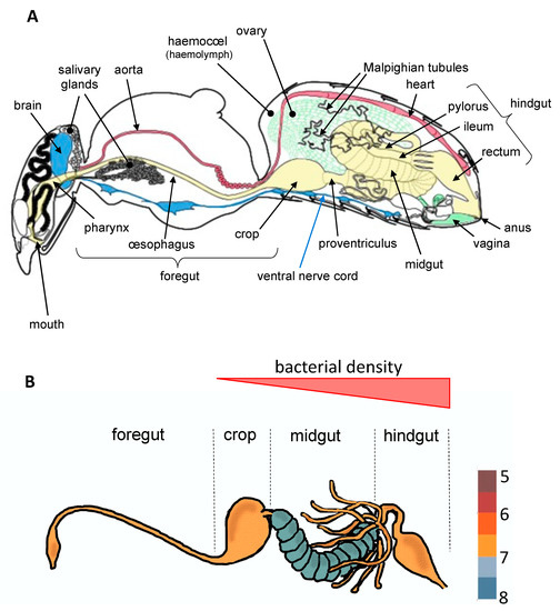 Diversity and Functions of Yeast Communities Associated with