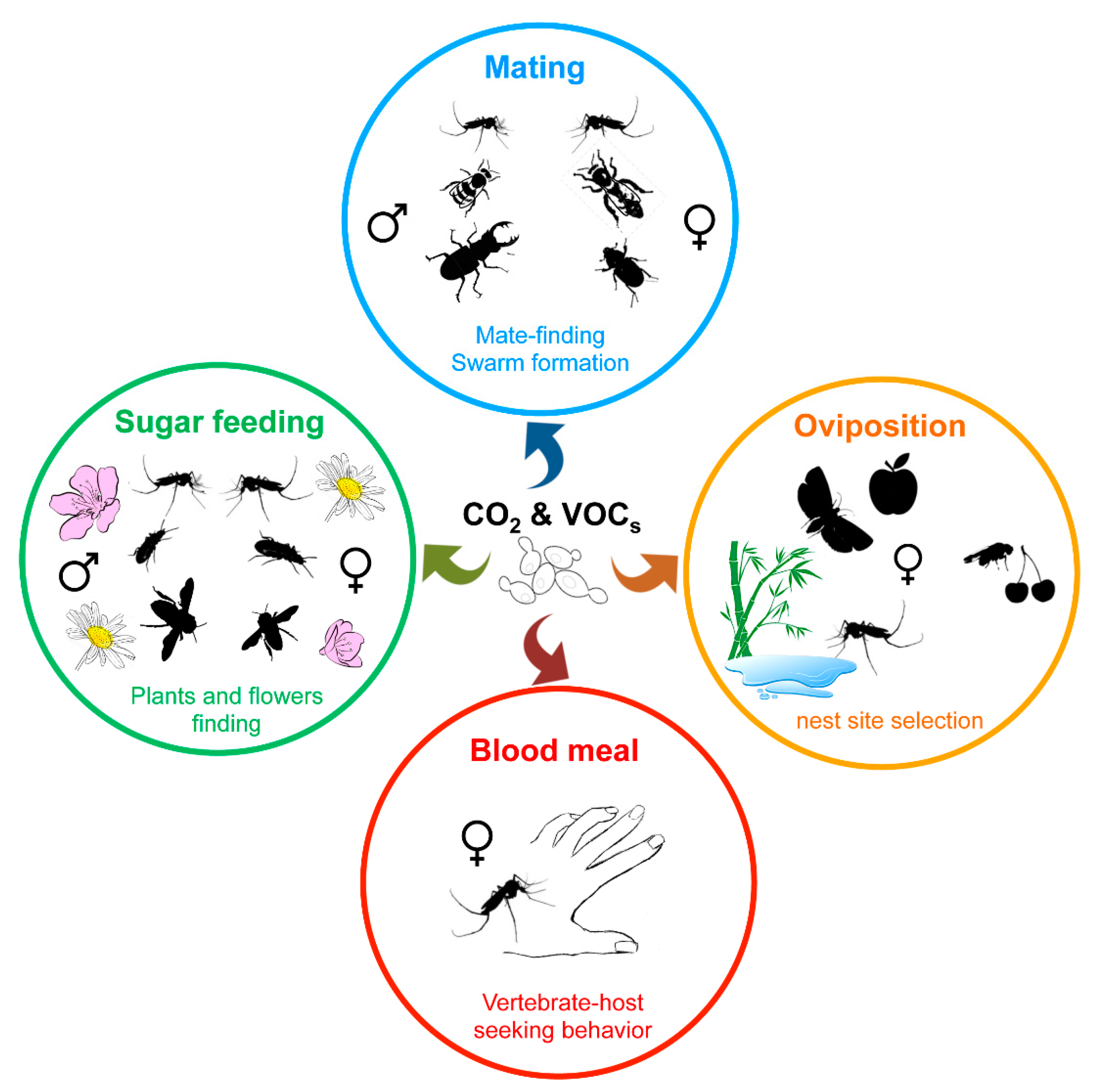 Diversity and Functions of Yeast Communities Associated with