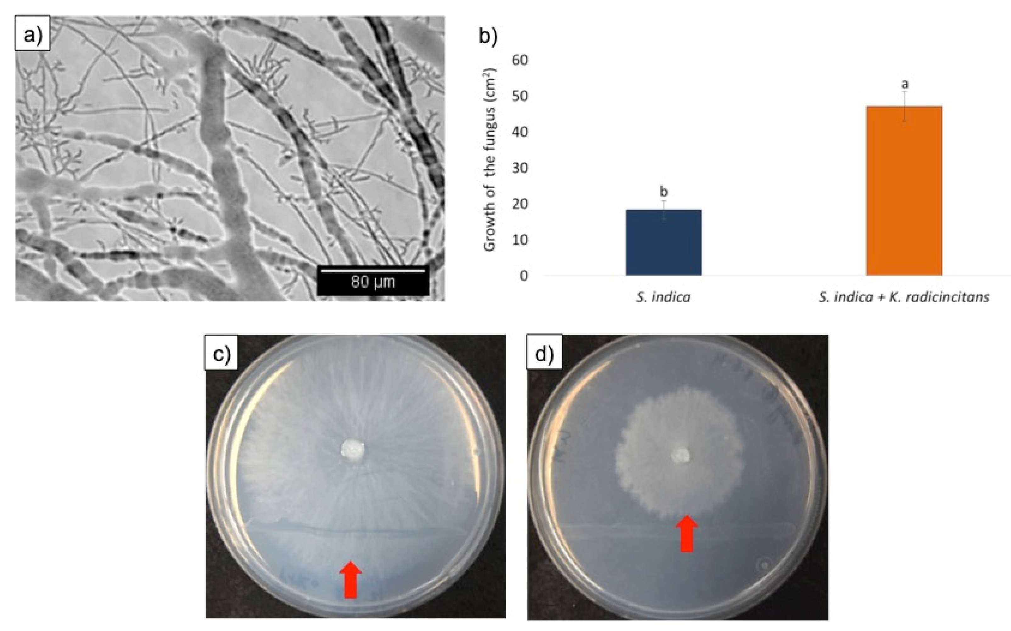 Microorganisms 09 01566 g005 Microorganisms 09 01566 g005