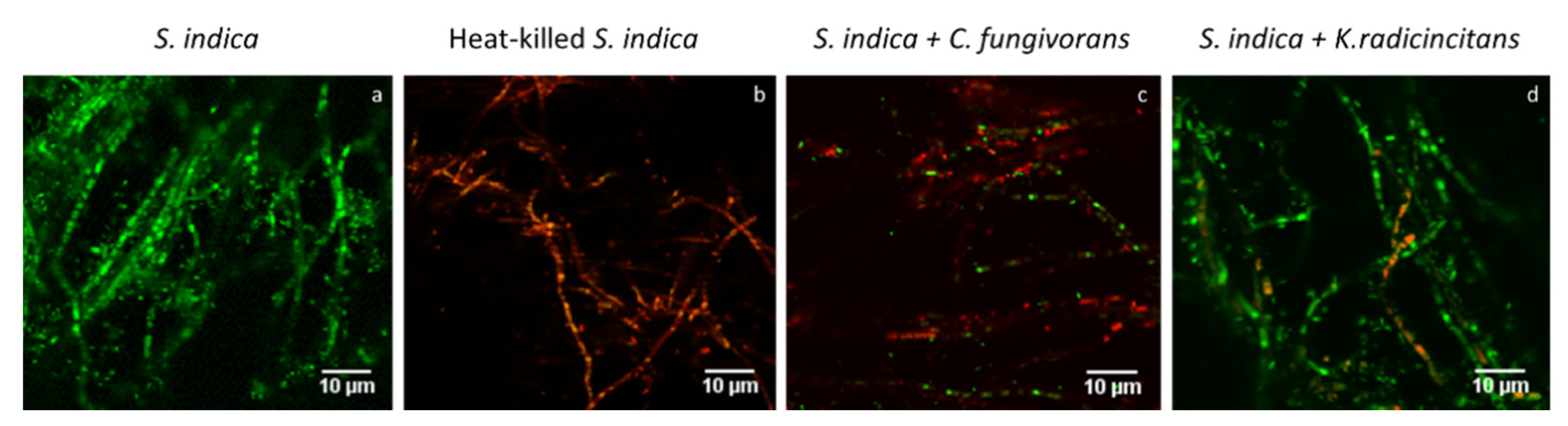 Microorganisms 09 01566 g007 Microorganisms 09 01566 g007