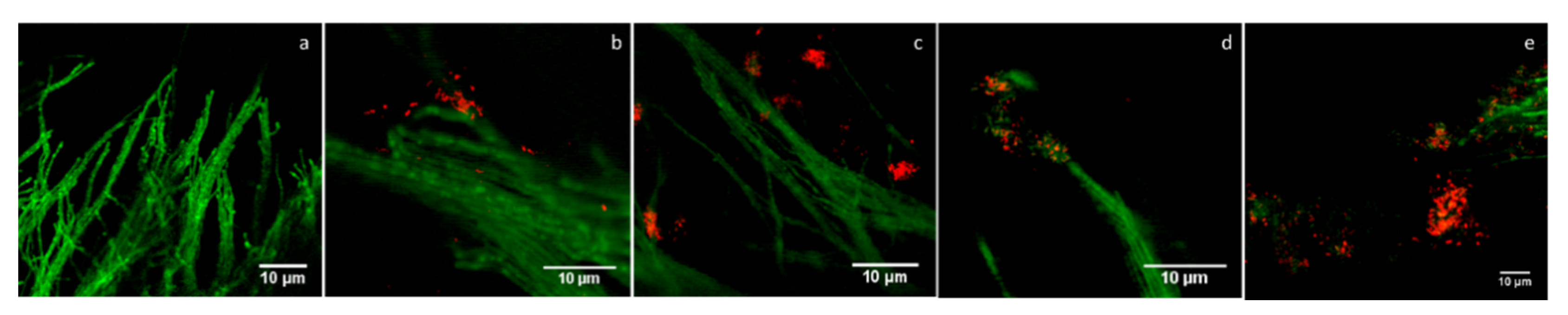 Microorganisms 09 01566 g008 Microorganisms 09 01566 g008