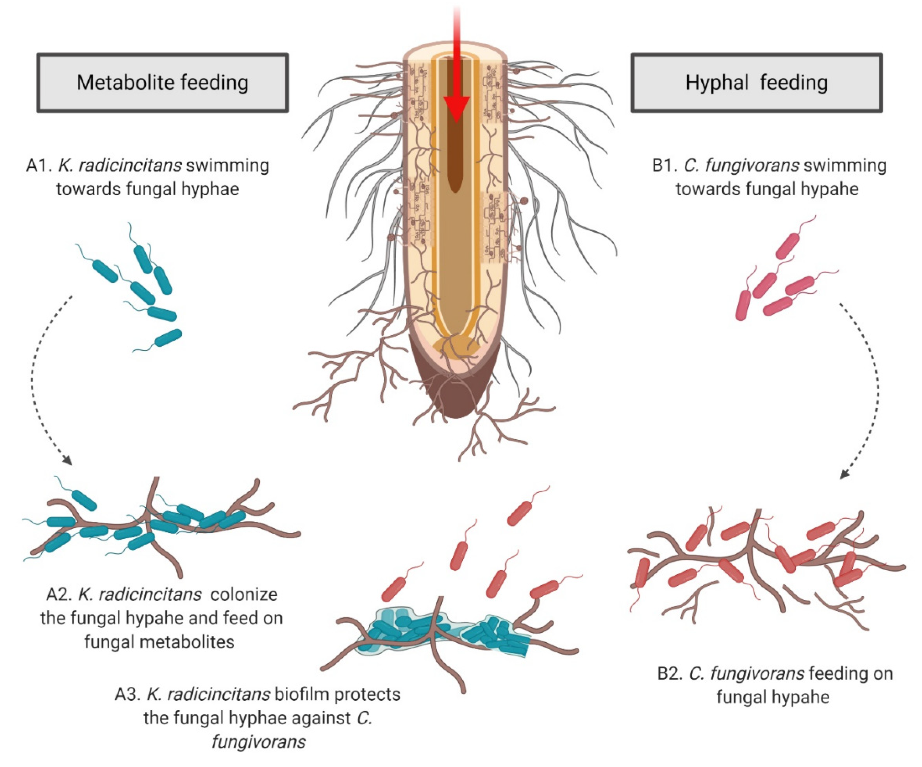 Microorganisms 09 01566 g009 Microorganisms 09 01566 g009