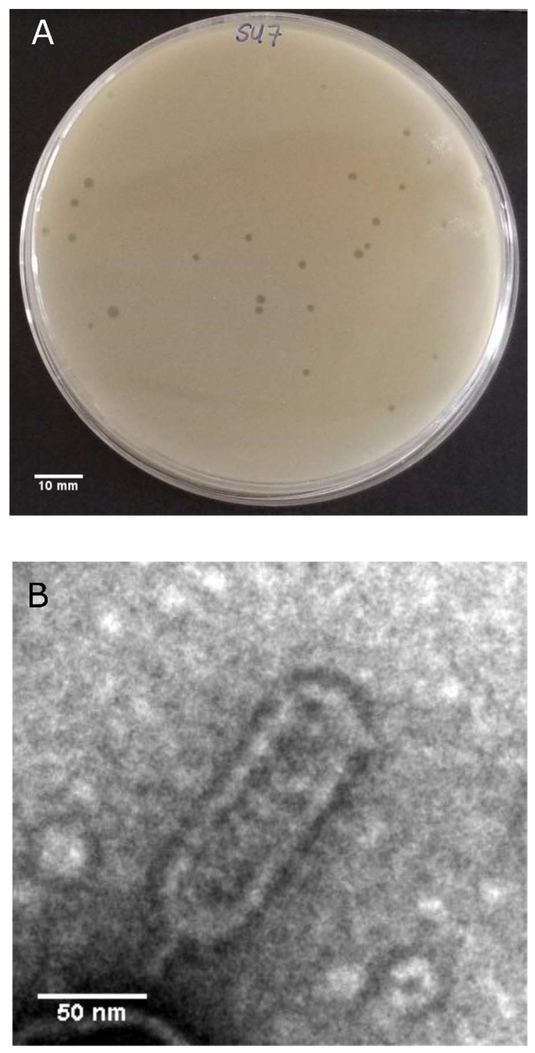 Microorganisms 09 01576 g001