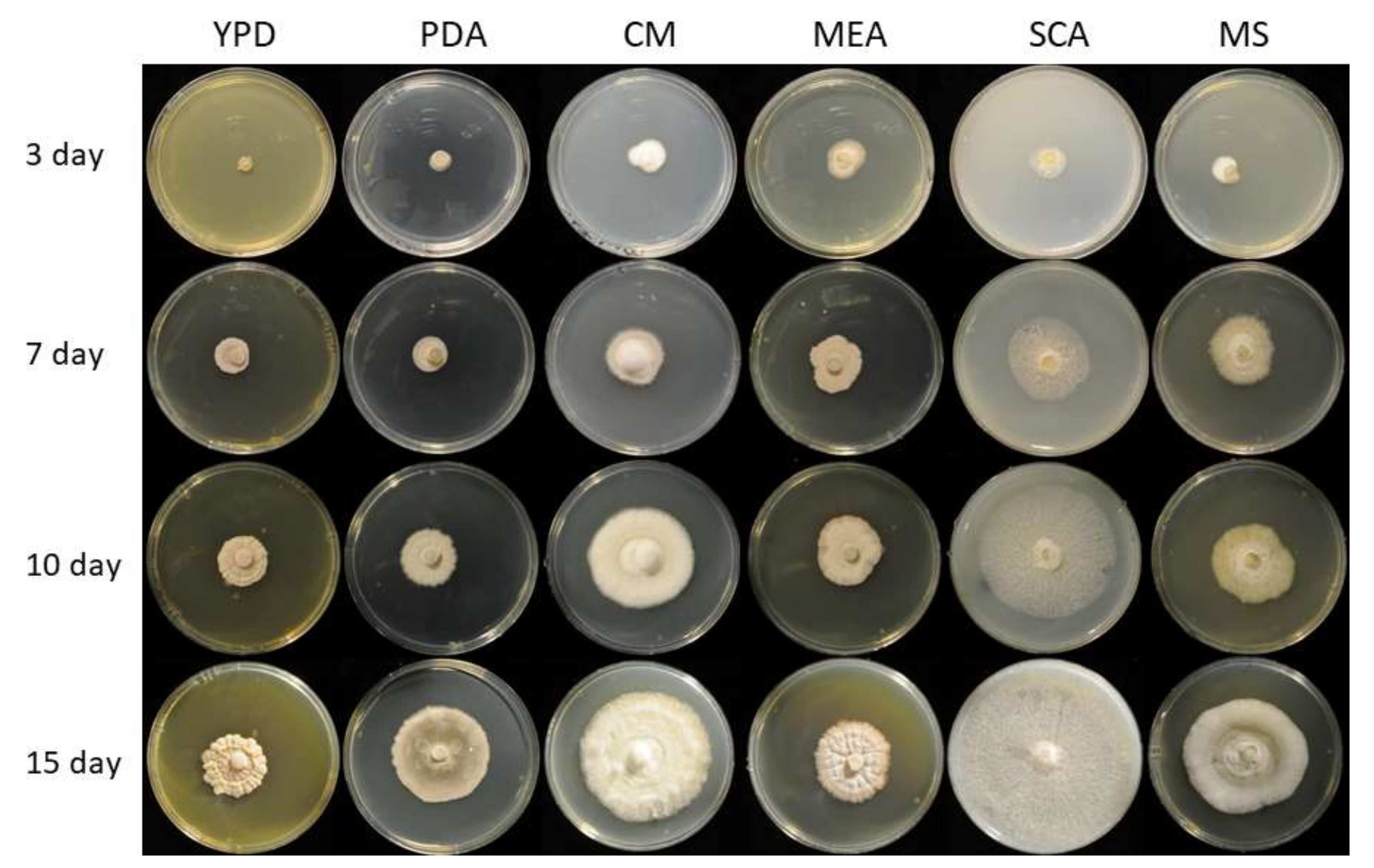 Microorganisms 09 01581 g001 Microorganisms 09 01581 g001