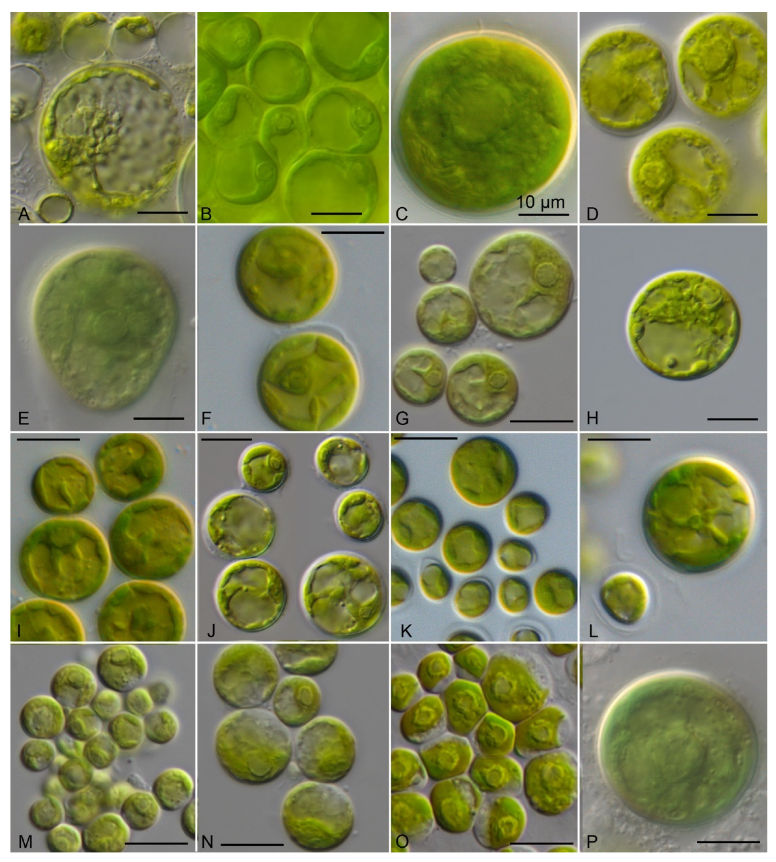 Microorganisms 09 01586 g006