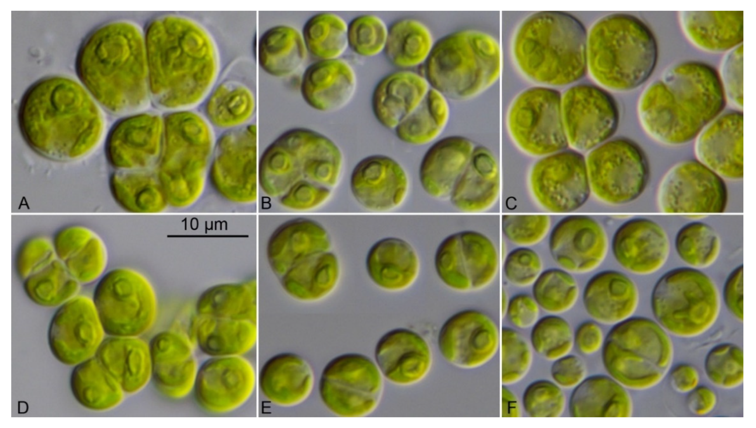 Microorganisms 09 01586 g007