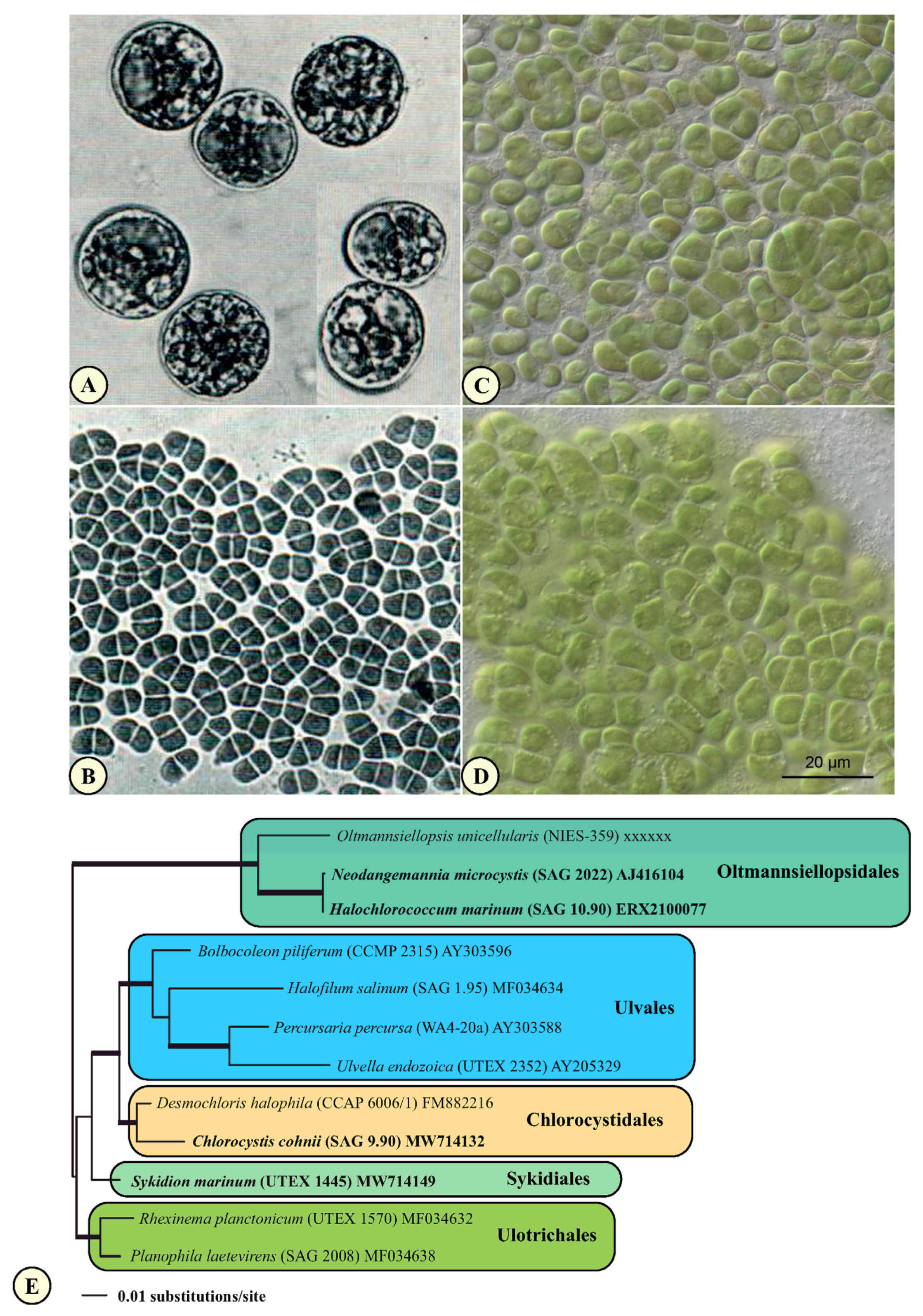 Microorganisms 09 01586 g008