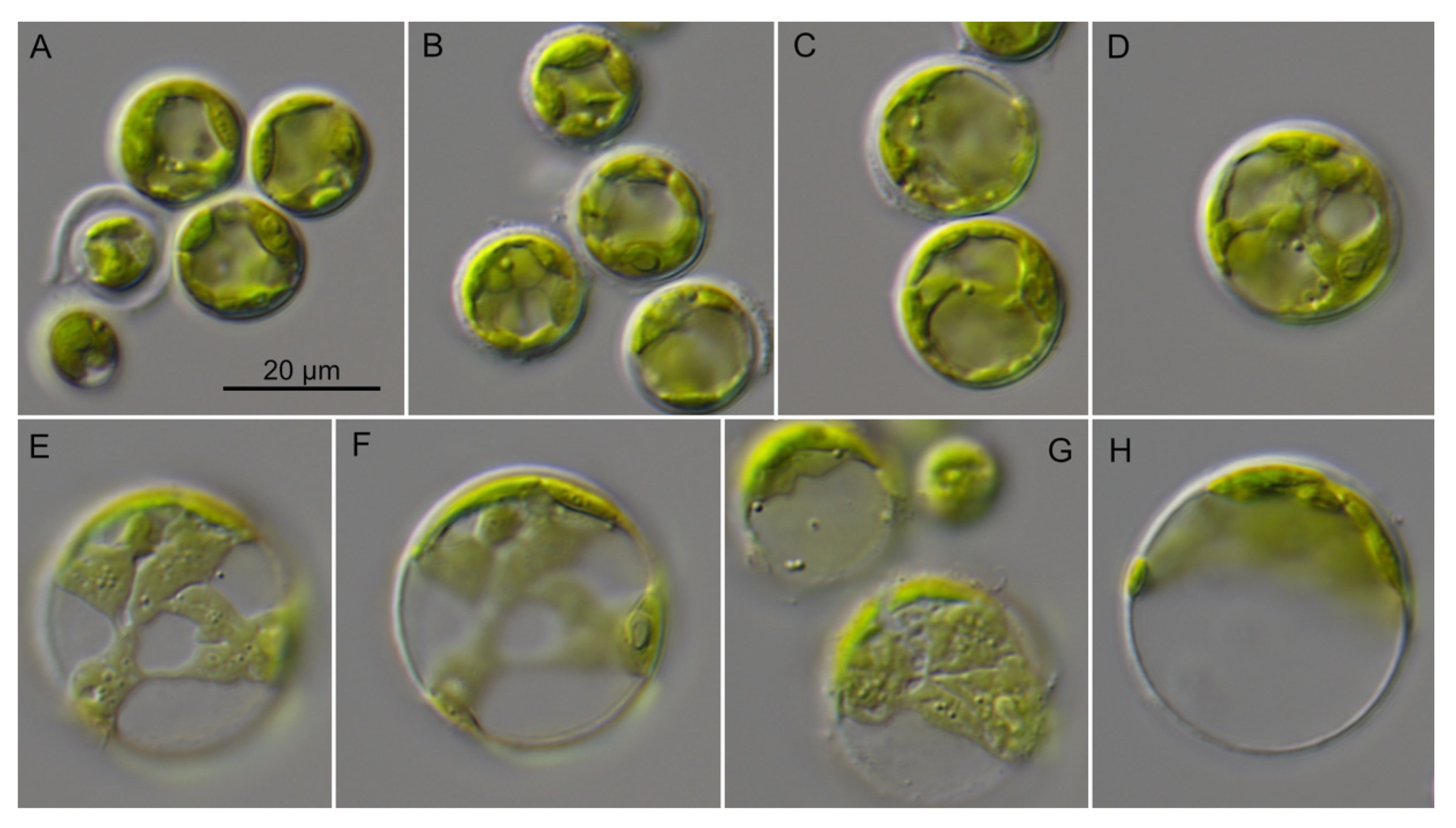 Microorganisms 09 01586 g010