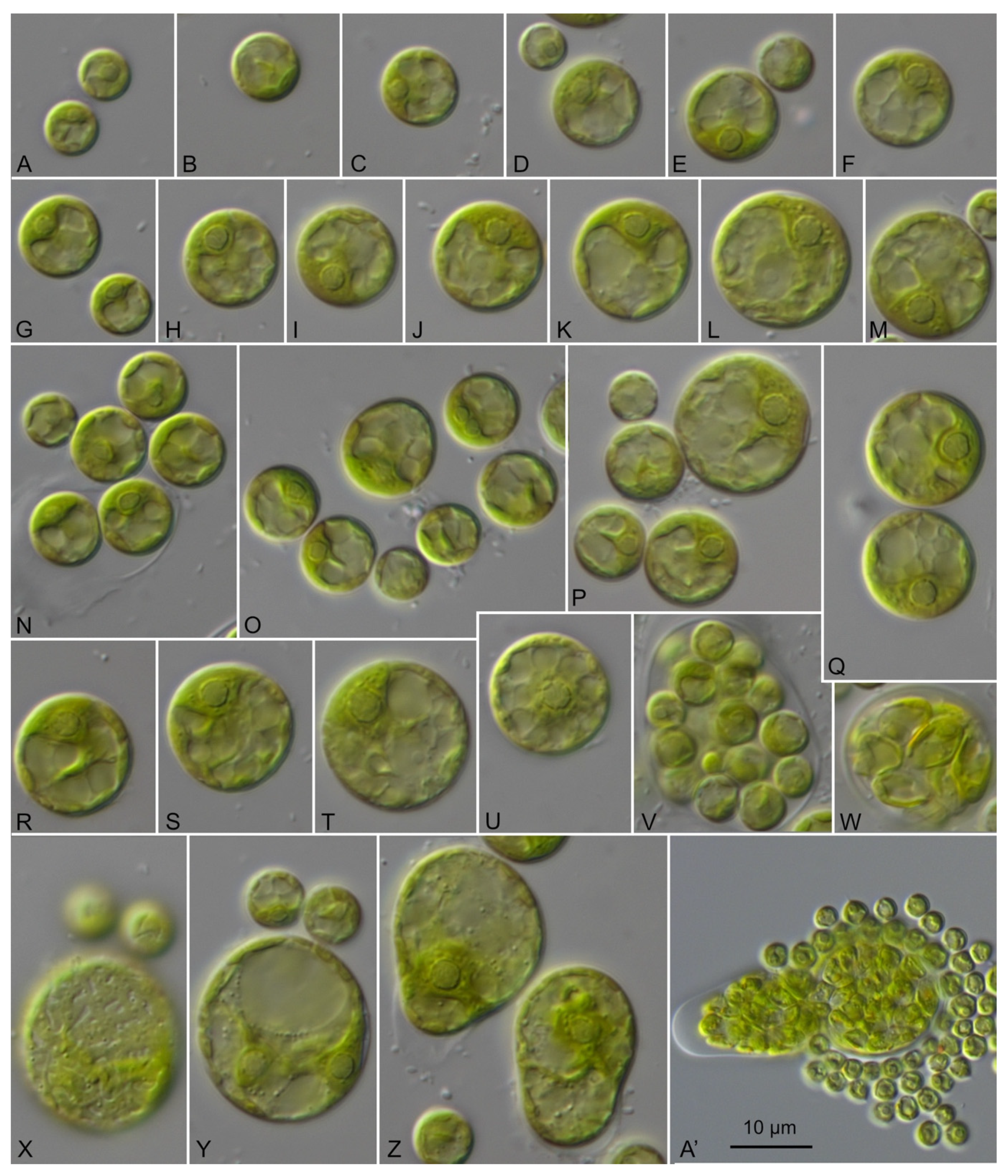 Microorganisms 09 01586 g011