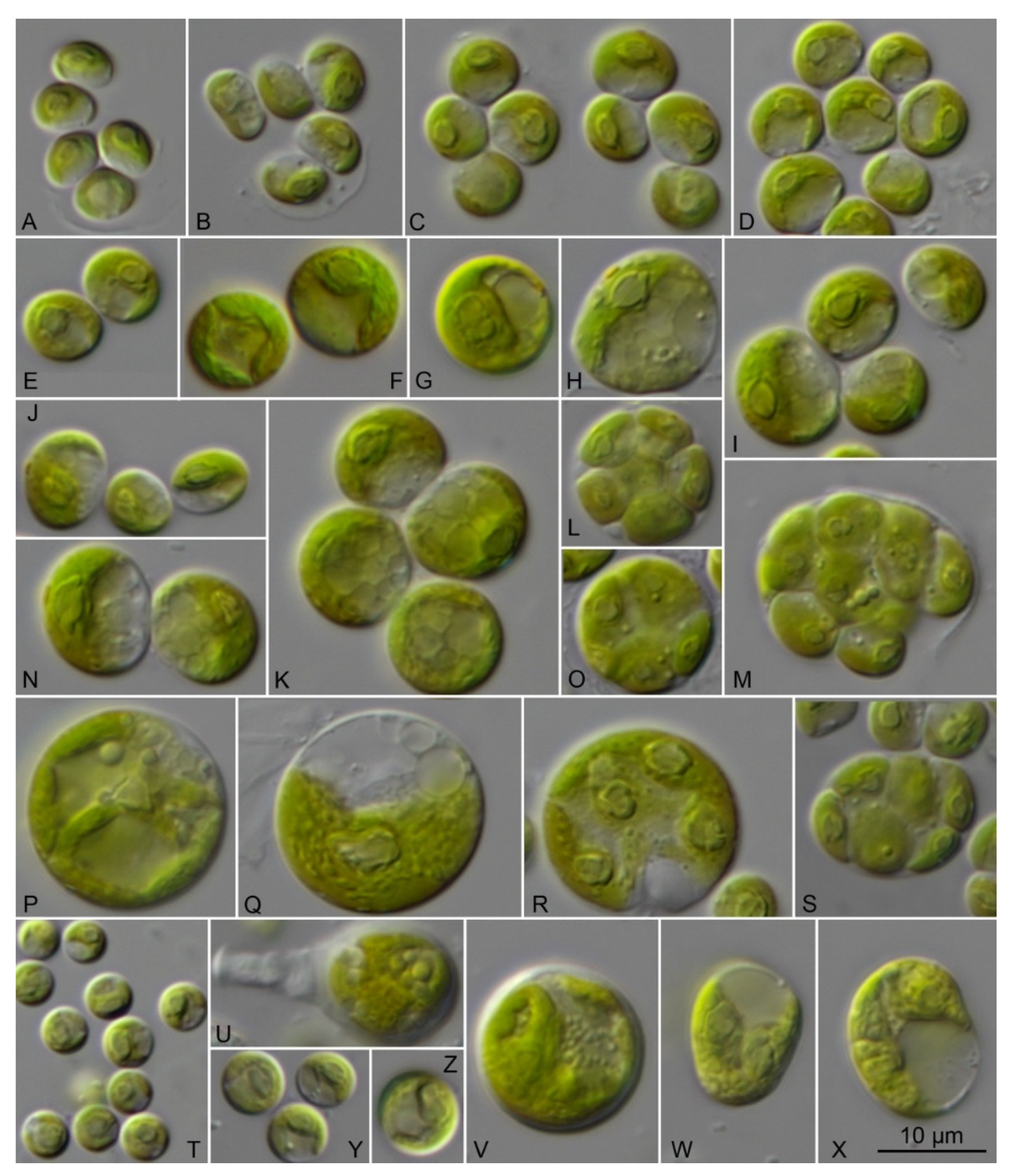 Microorganisms 09 01586 g012