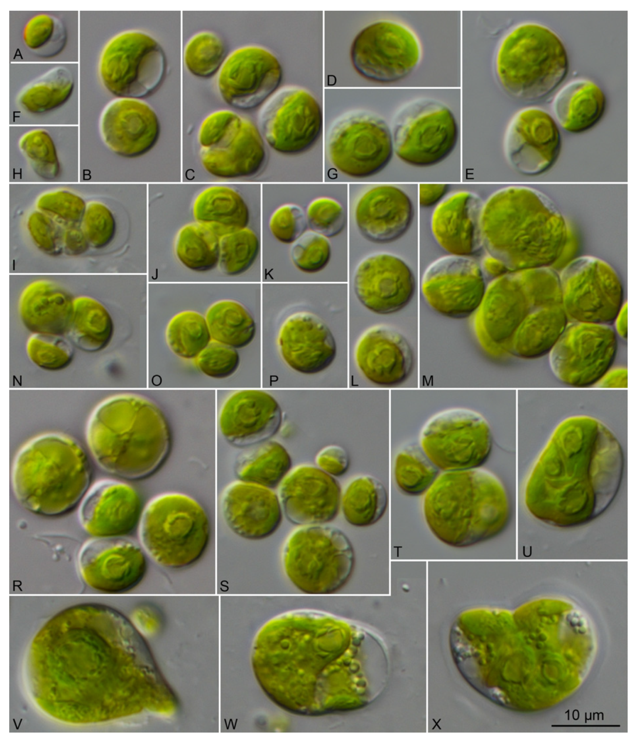 Microorganisms 09 01586 g013