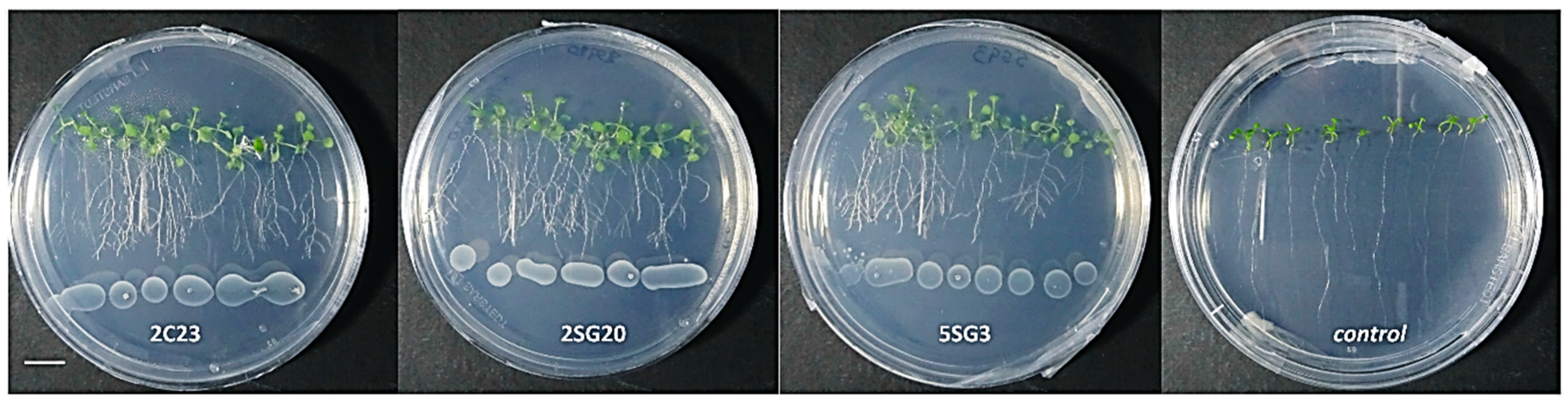 Microorganisms 09 01588 g004 550