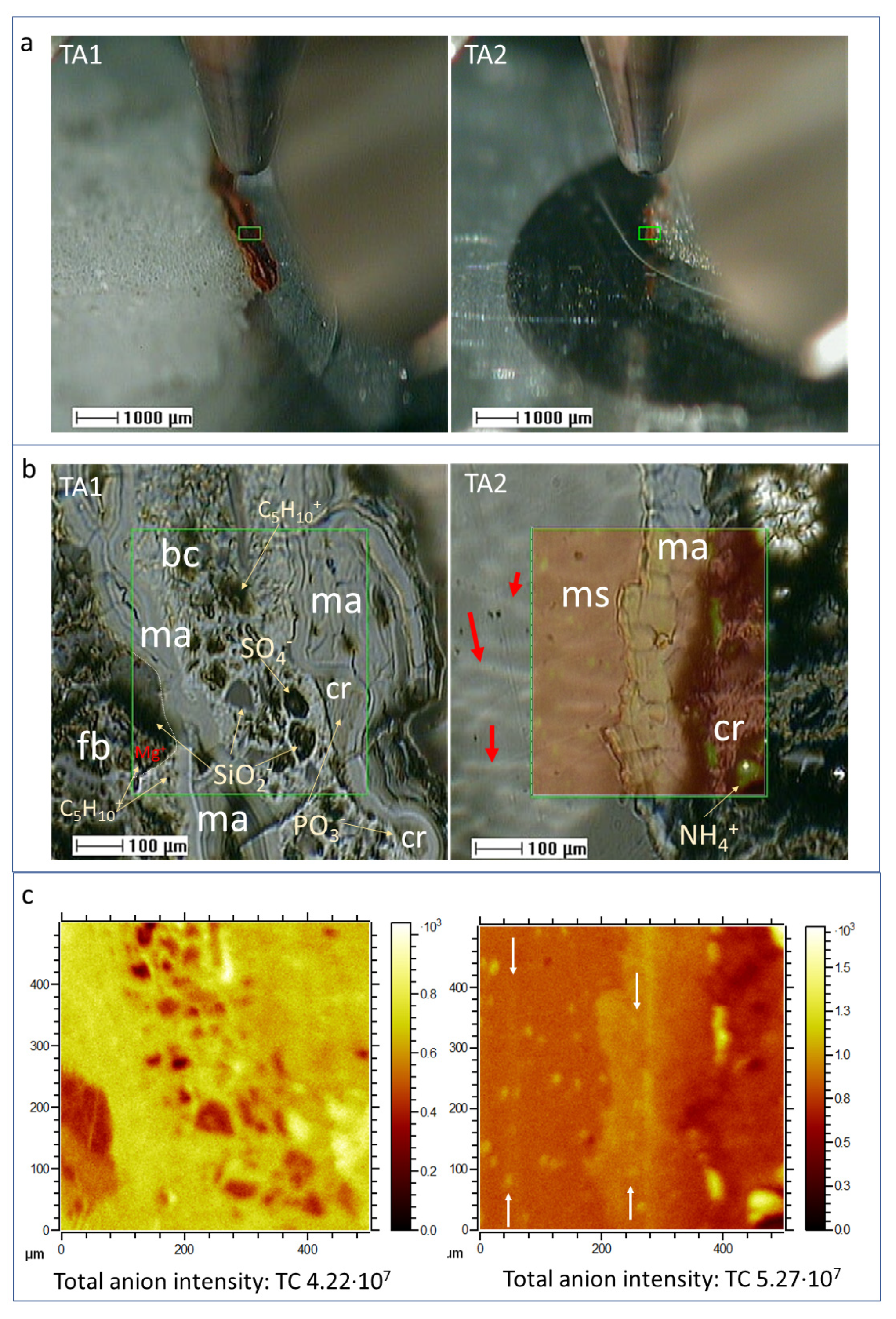 Microorganisms 09 01592 g002 550