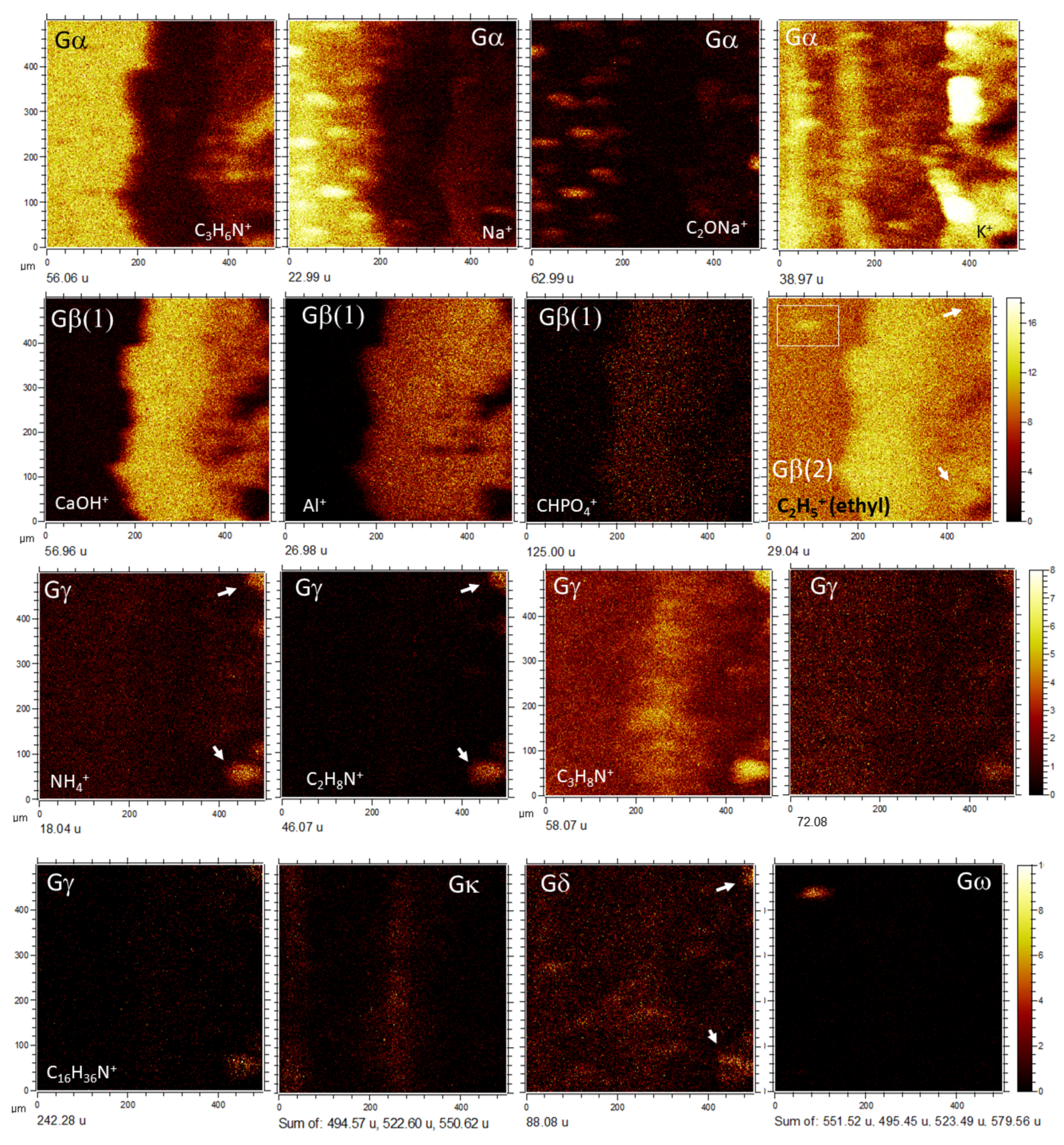 Microorganisms 09 01592 g006 550