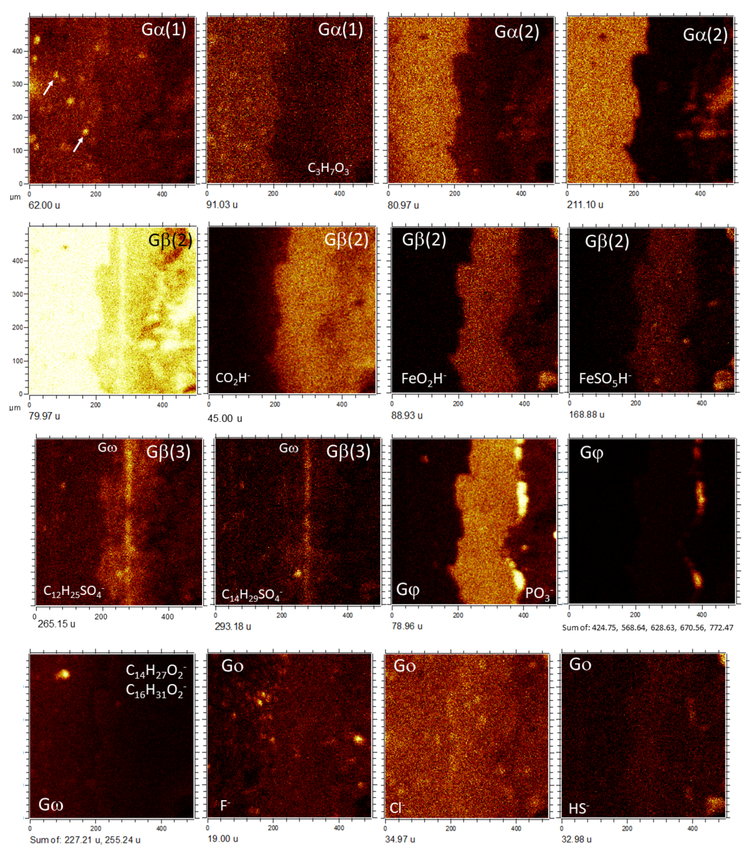Microorganisms 09 01592 g007 550