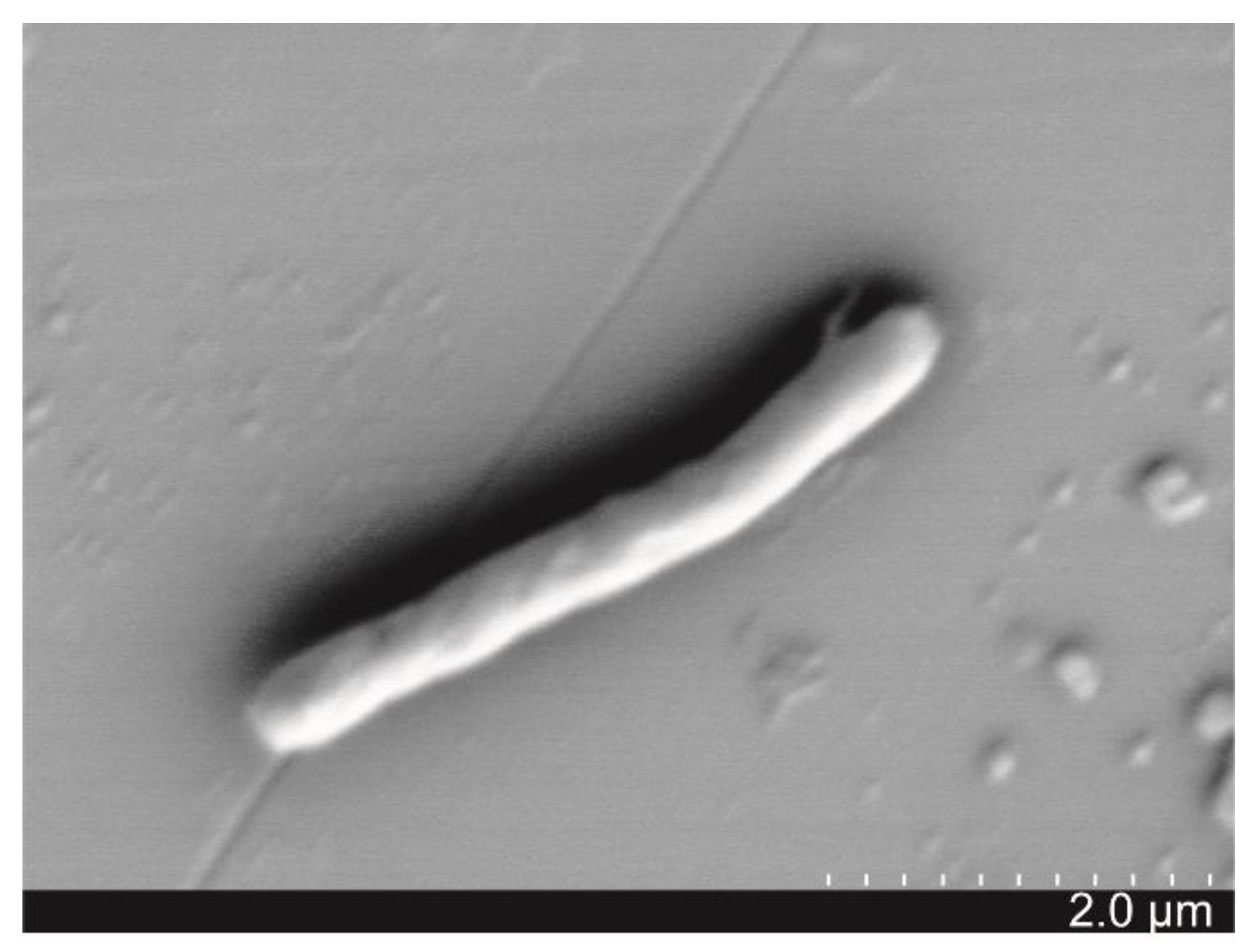 Microorganisms 09 01594 g001 550