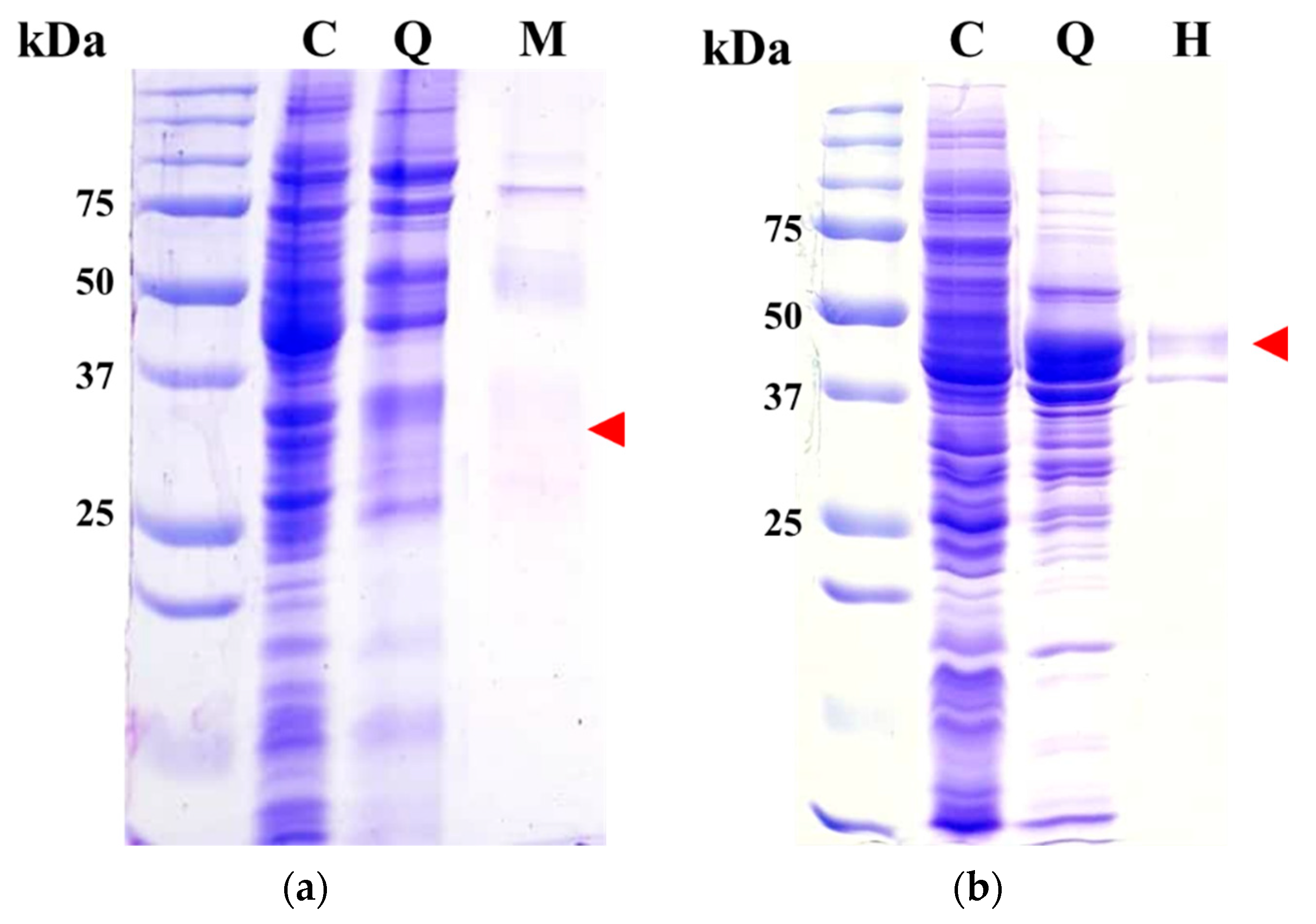 Microorganisms 09 01614 g003